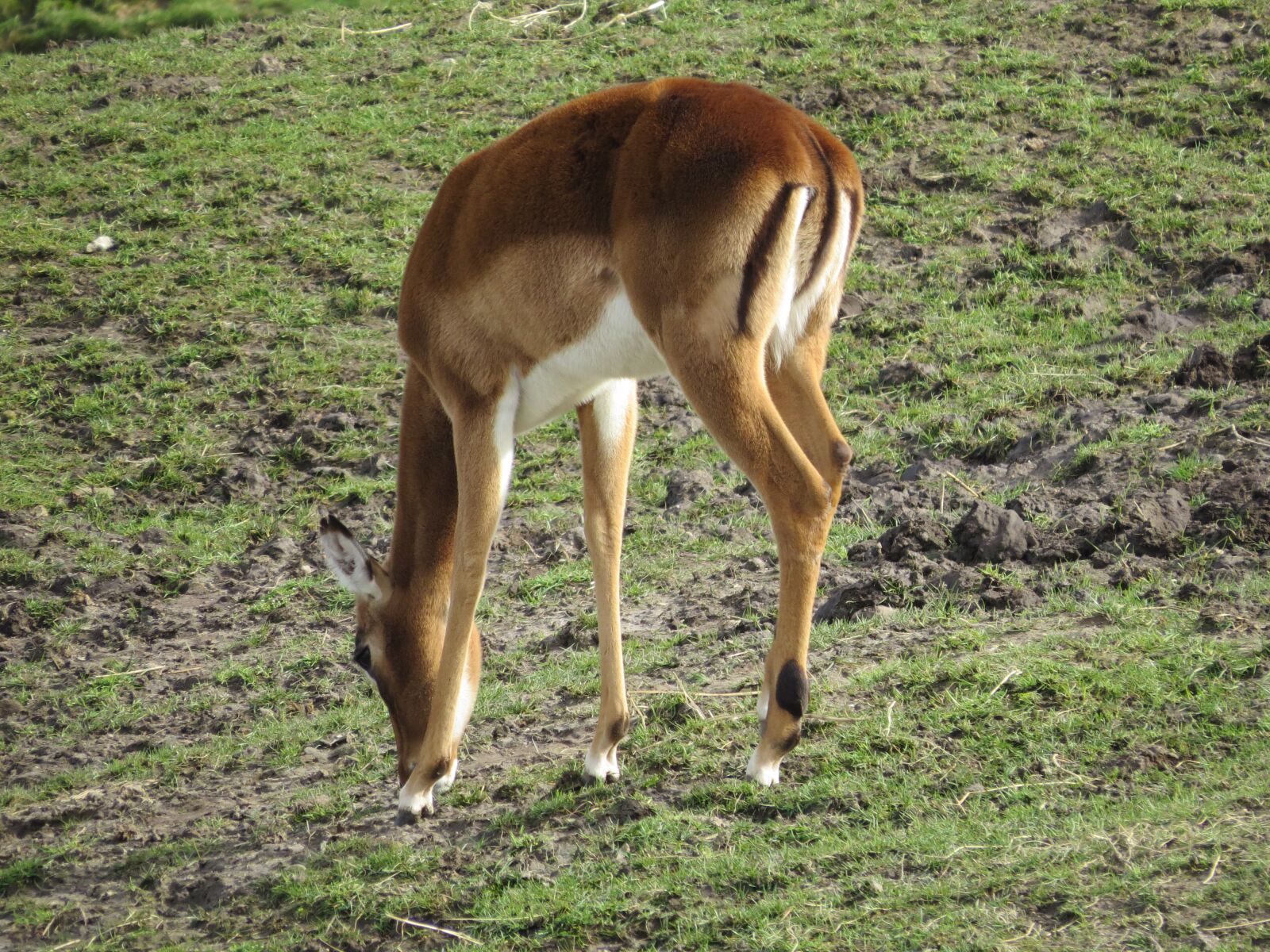 Canon PowerShot SX50 HS sample photo. Animal, mammal, deer photography