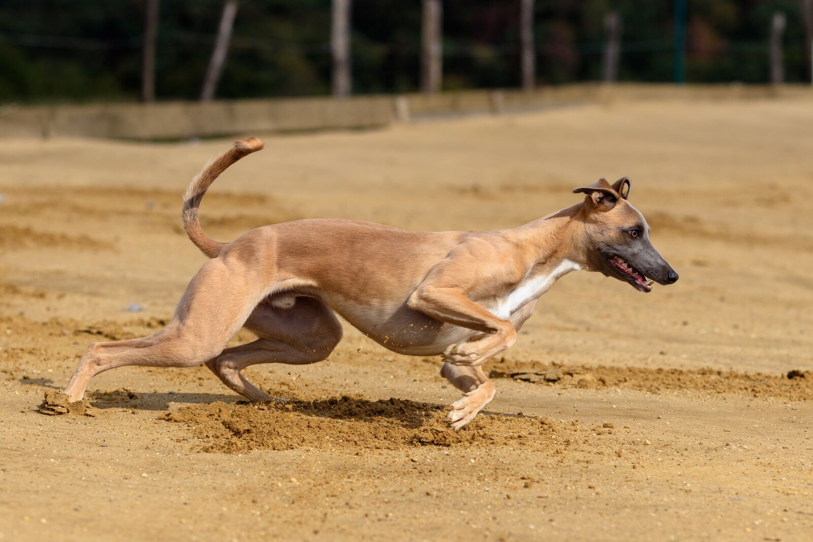Canon EOS 80D sample photo. Dog, greyhound, pet photography