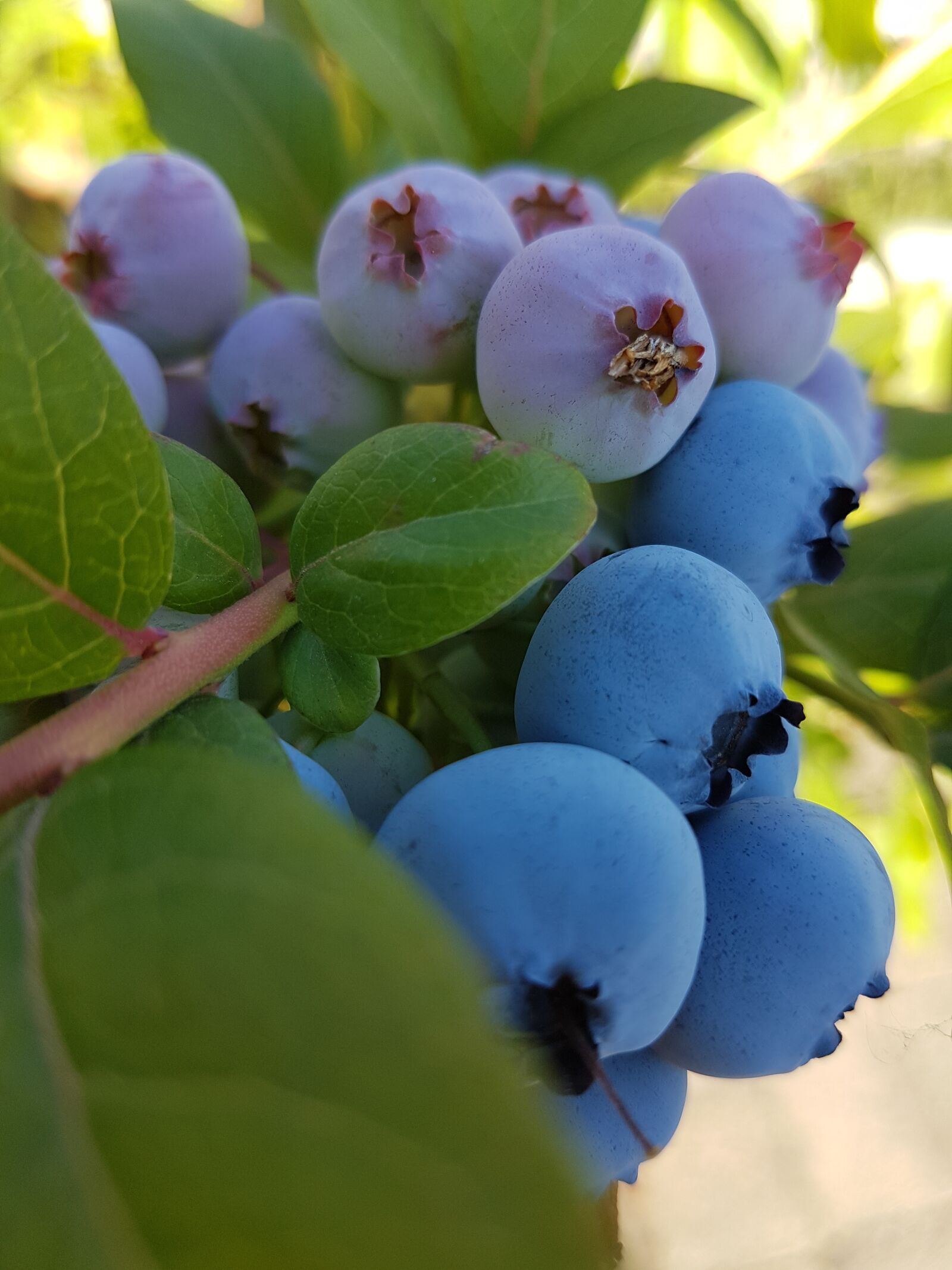 Samsung Galaxy S7 sample photo. Garden, blueberries, fruits photography