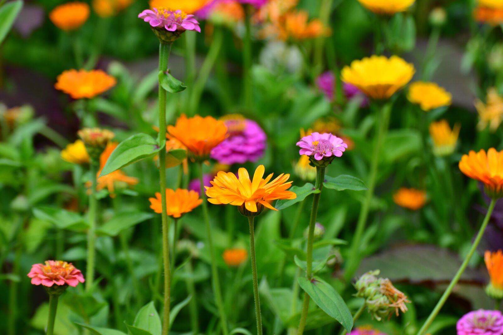 Nikon D5200 sample photo. Marigold, zinnias, garden flowers photography