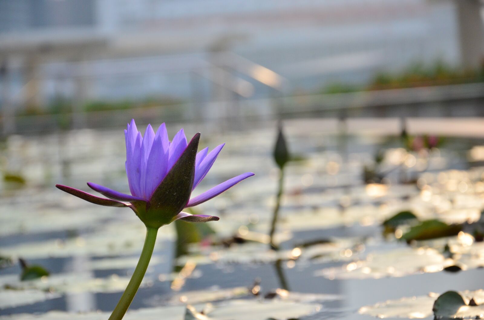 Nikon D5100 sample photo. Lily, flower, pond photography