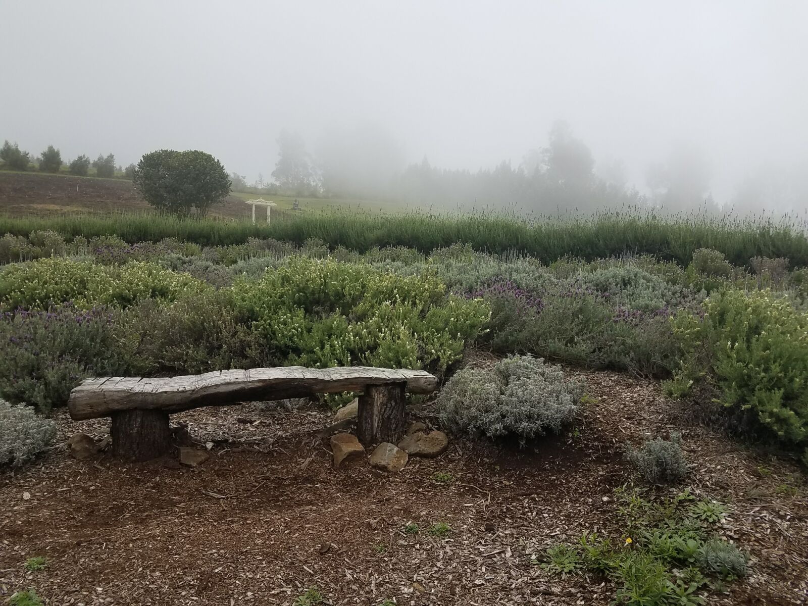 Samsung Galaxy S7 Edge sample photo. Garden, lavender, stone, bench photography