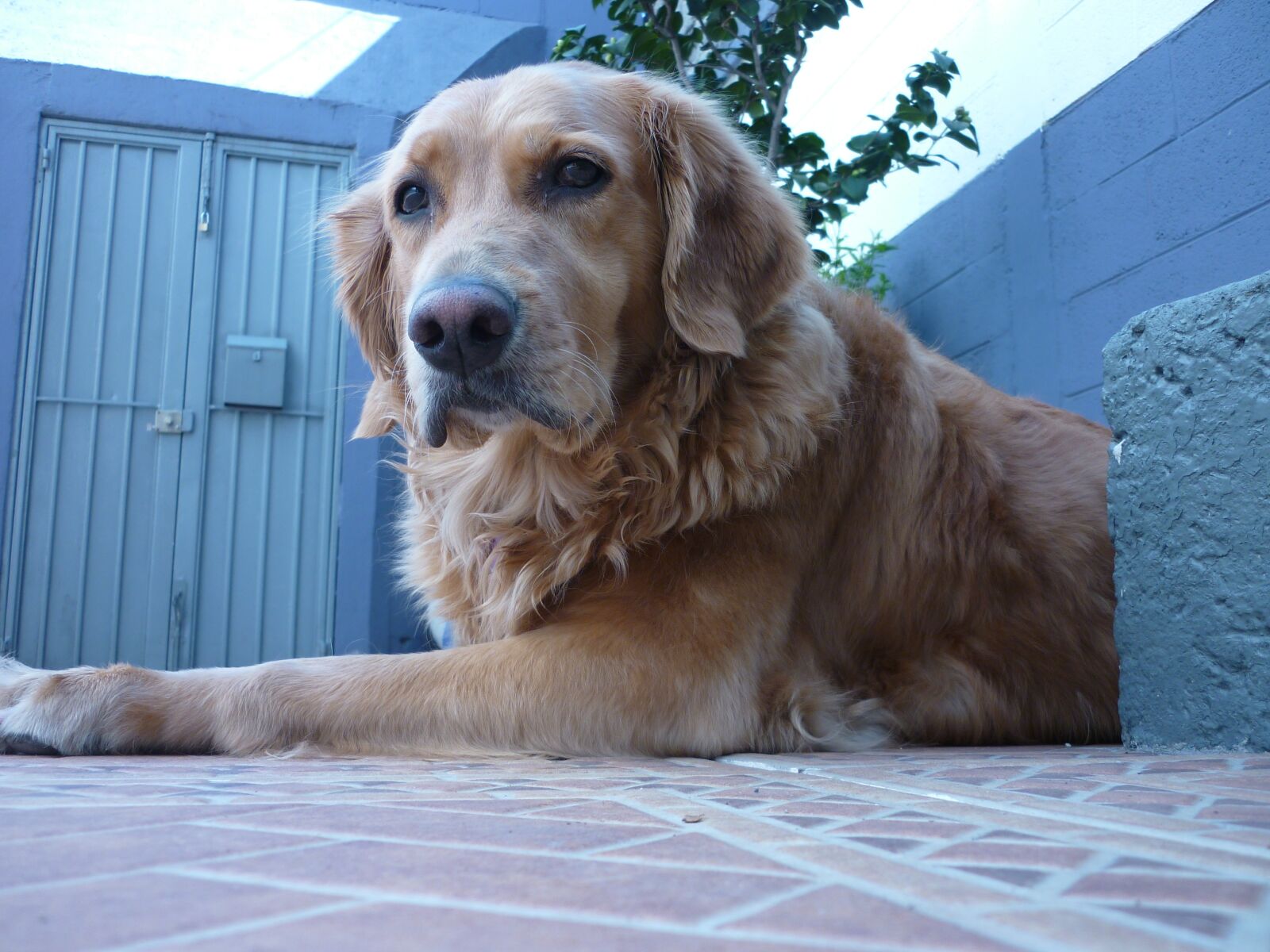 Panasonic DMC-FS42 sample photo. Golden retriever, beautiful dog photography