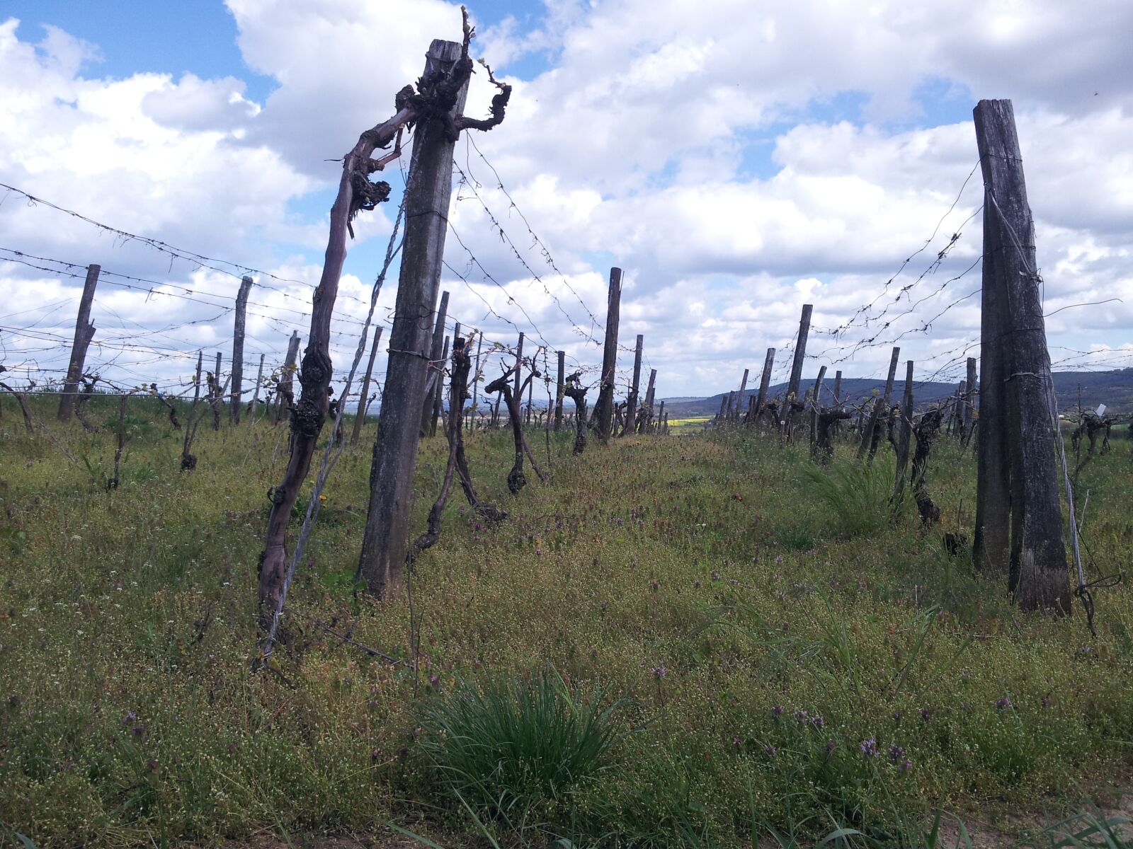 Samsung Galaxy S2 sample photo. Vineyard, nature, sky photography