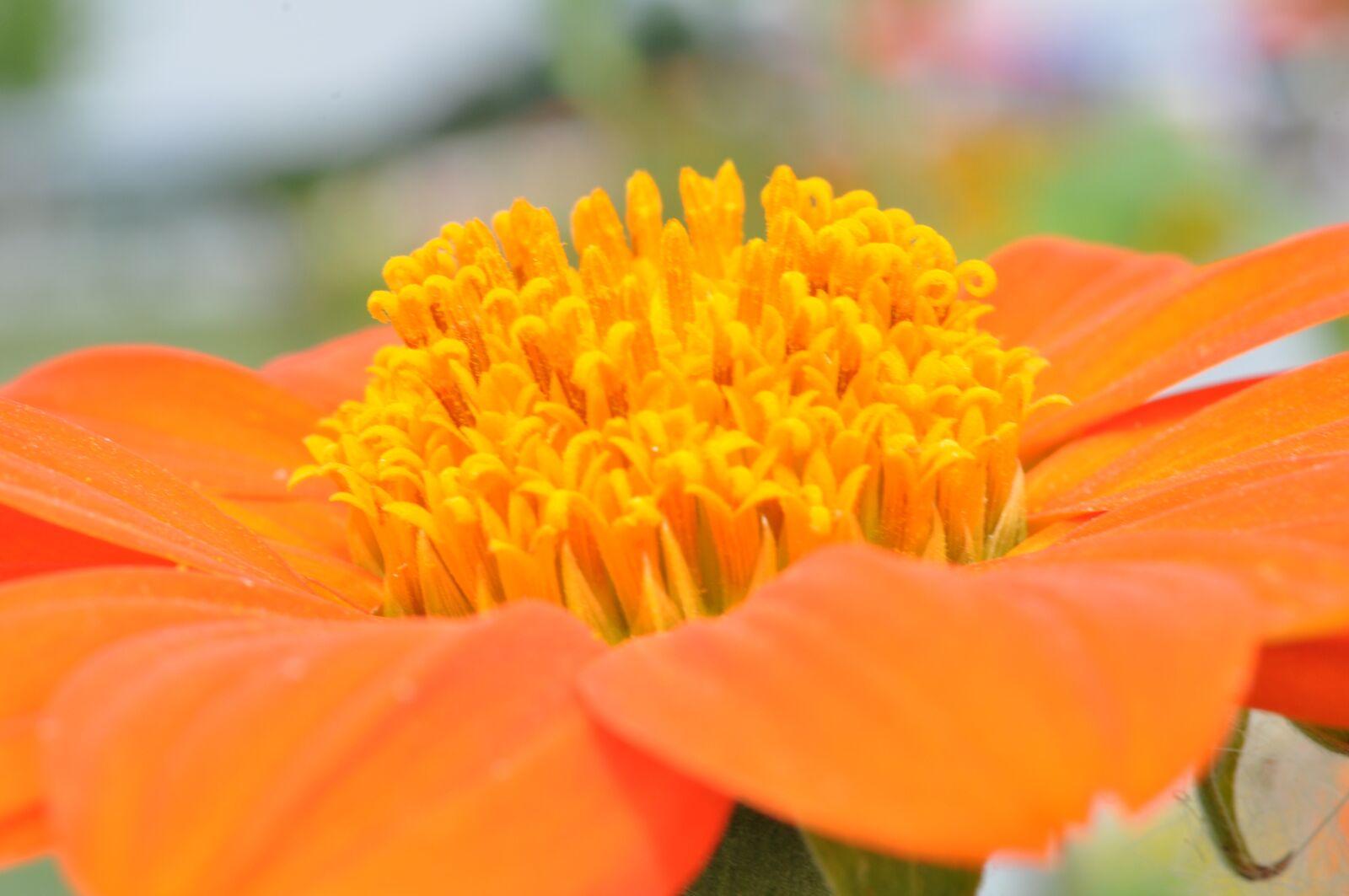 Nikon D5000 sample photo. Blossom, bloom, dahlia photography