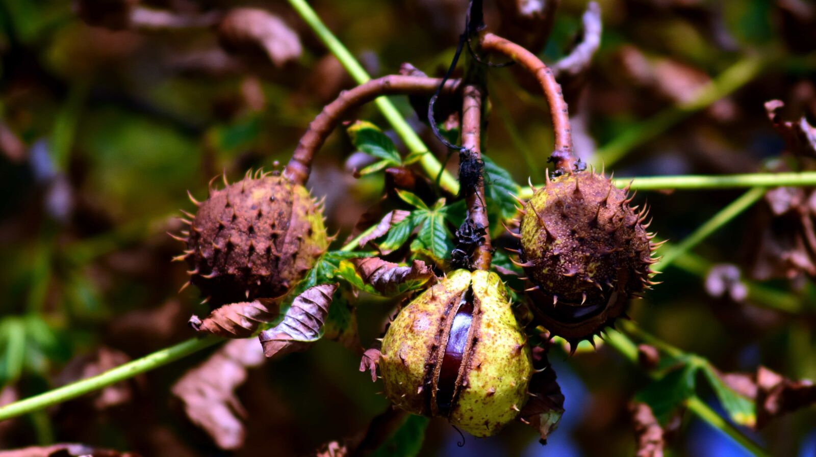Nikon D3300 sample photo. Chestnut, wood, nature, forest photography