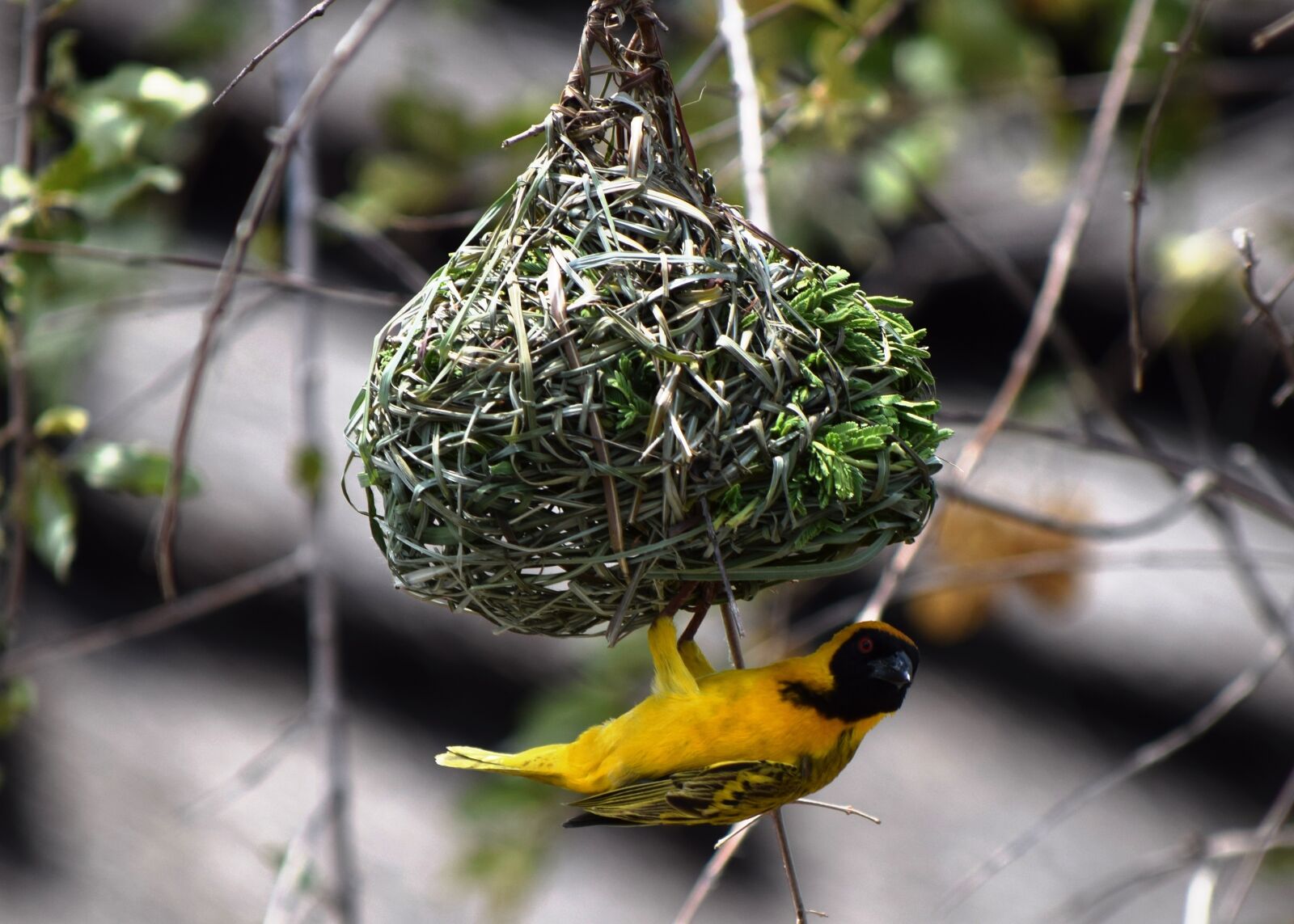 Nikon D5300 sample photo. Social masked weaver, bird photography