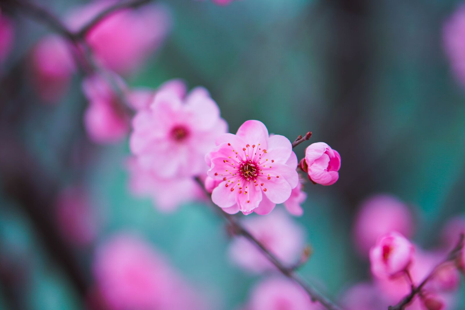 Sony a6500 + E 50mm F1.8 OSS sample photo. Flower, peach blossom, pink photography