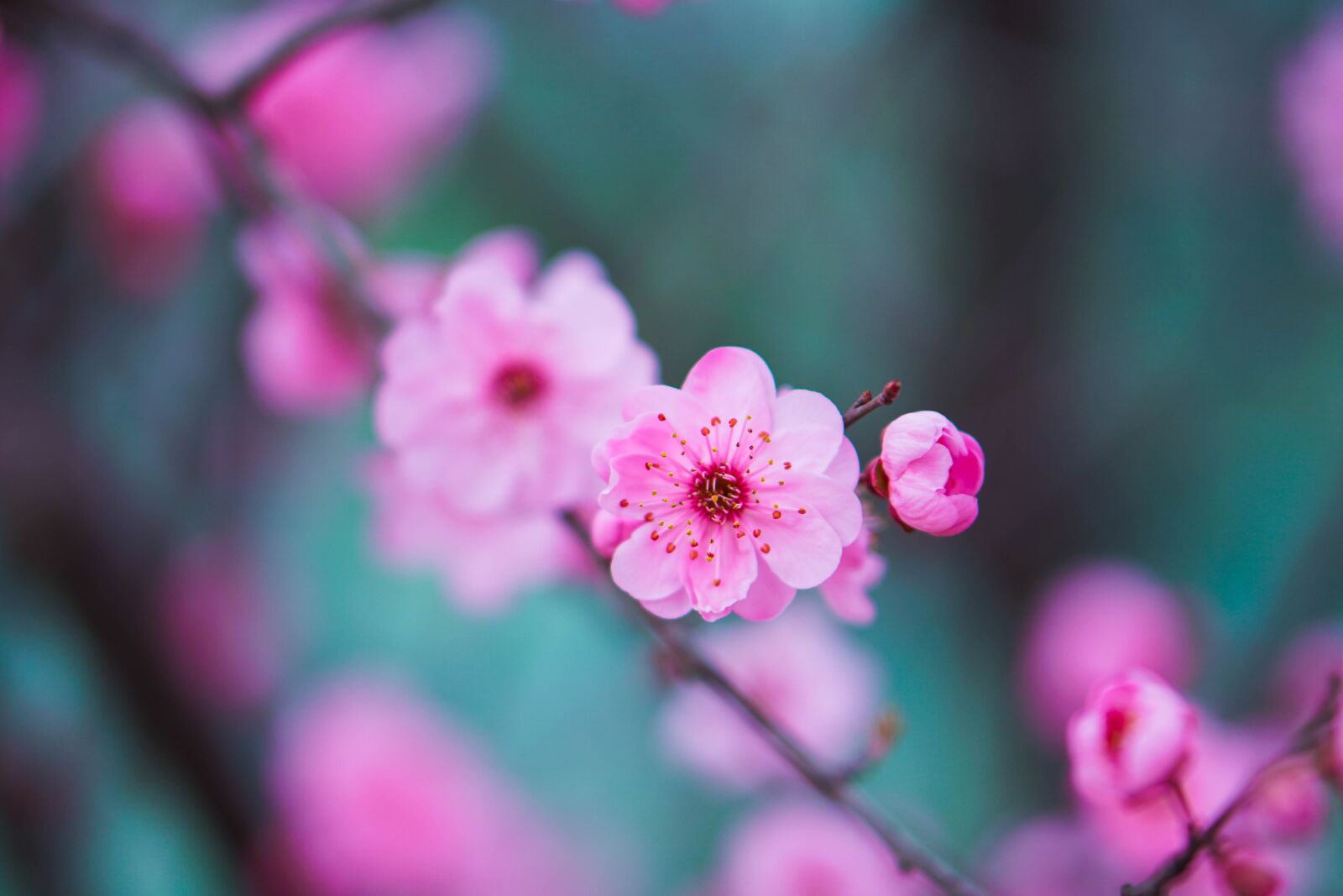 E 50mm F1.8 OSS sample photo. Flower, peach blossom, pink photography