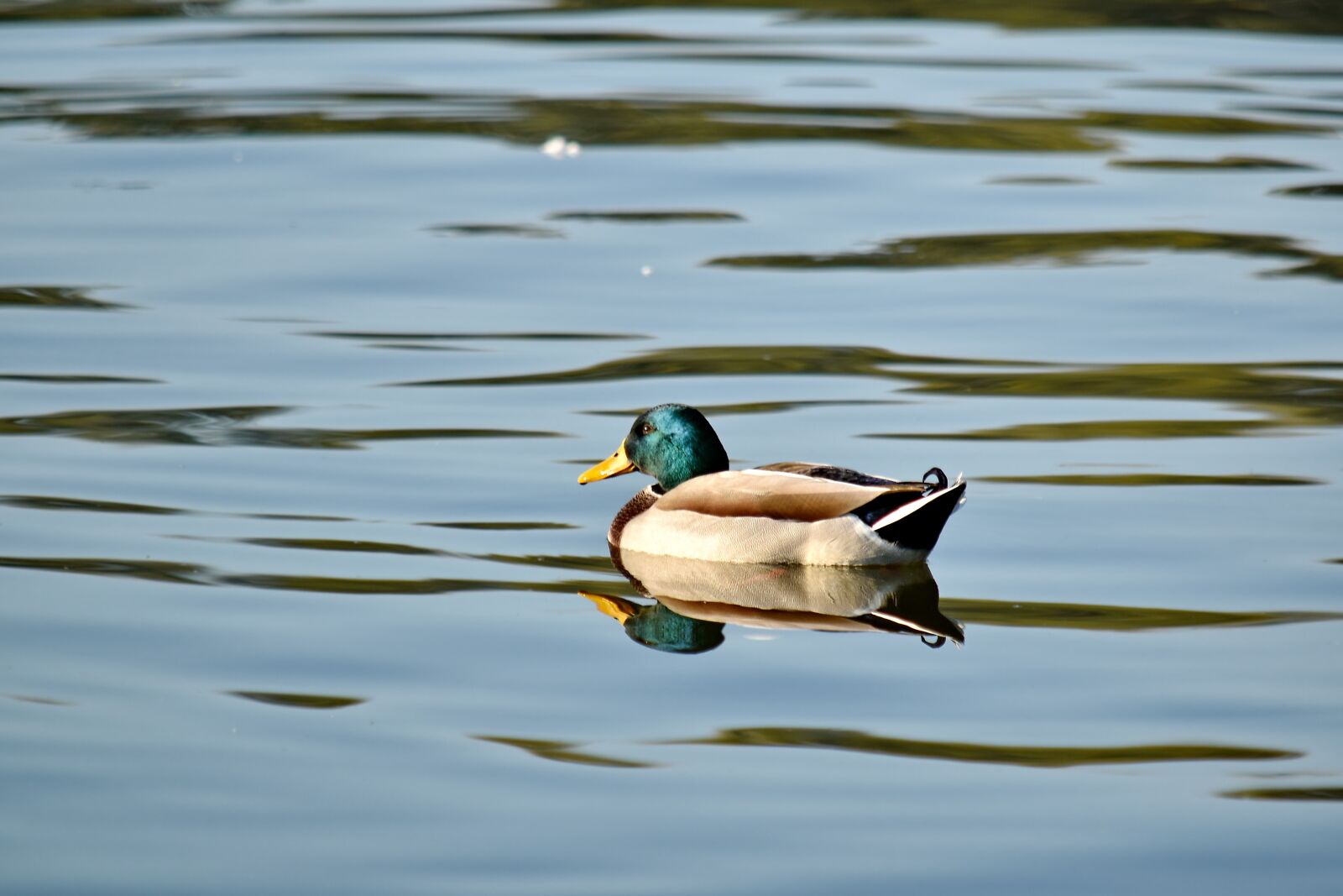 Nikon D5500 sample photo. Duck, plumage, reflection, wilderness photography