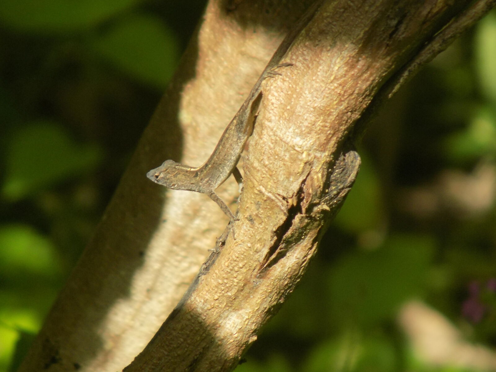 Nikon COOLPIX L340 sample photo. Lizard, natue photography