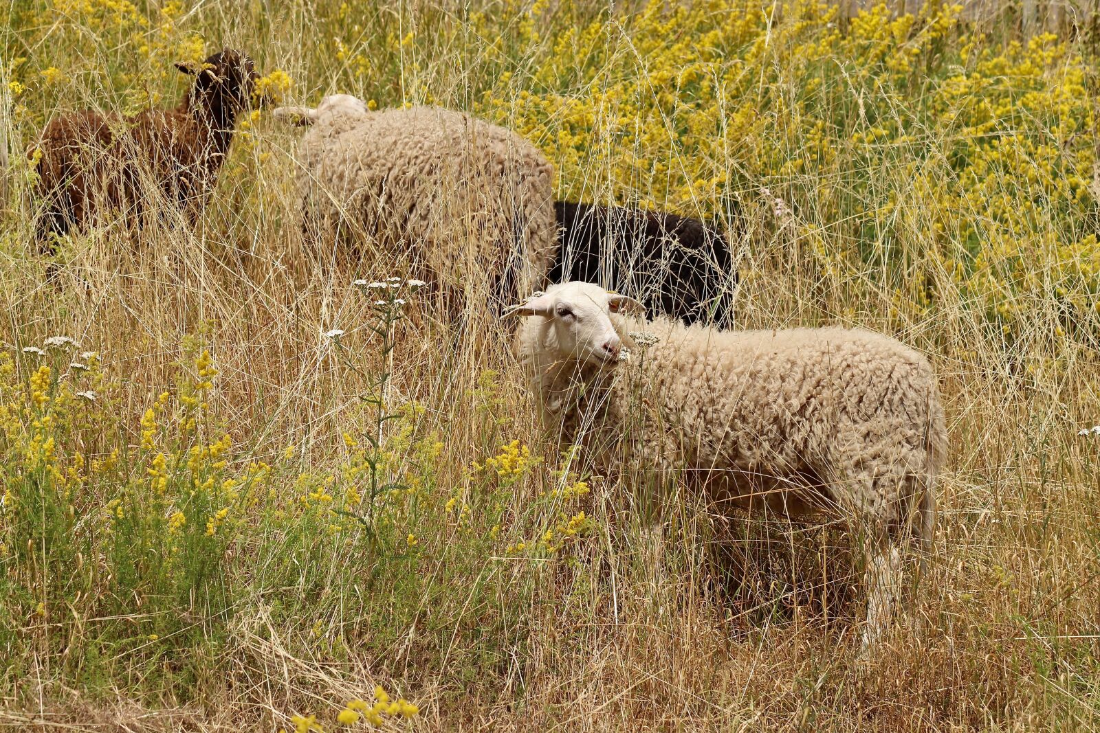 Canon EOS 800D (EOS Rebel T7i / EOS Kiss X9i) sample photo. Sheep, pets, pasture photography
