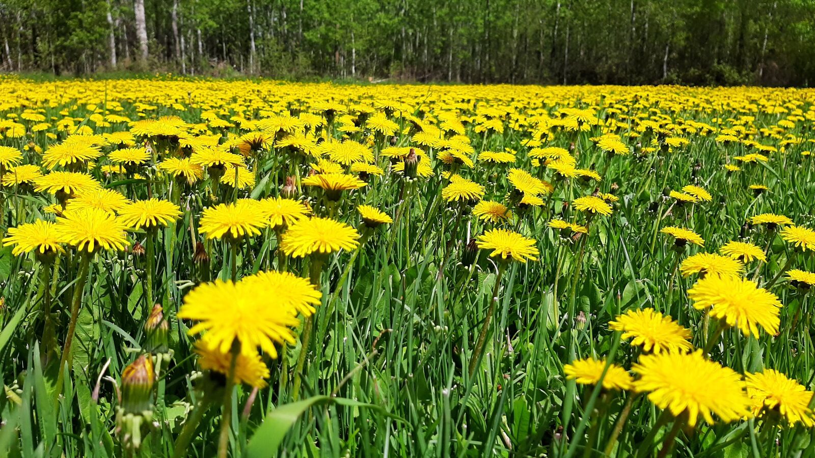 Samsung Galaxy A50 sample photo. Dandelion field, dandelion, flowers photography