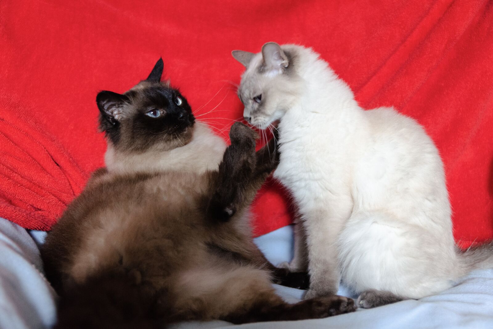 Nikon D7000 sample photo. Cats, red, pet photography