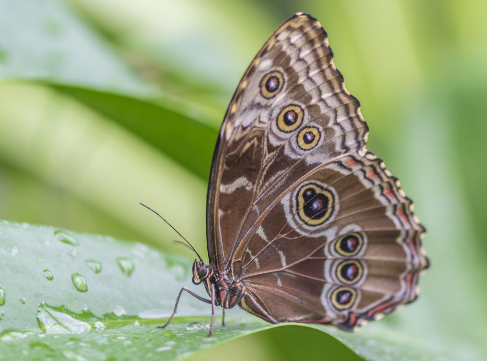 Nikon D5300 sample photo. Butterfly, nature, insect photography