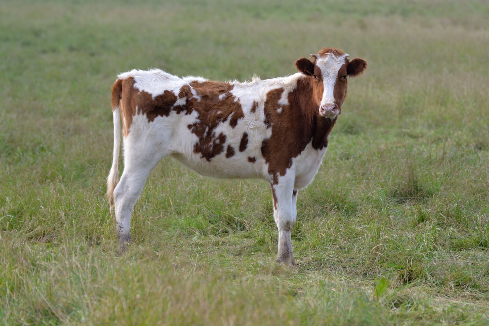 Nikon D610 sample photo. Cow, prairie, field photography