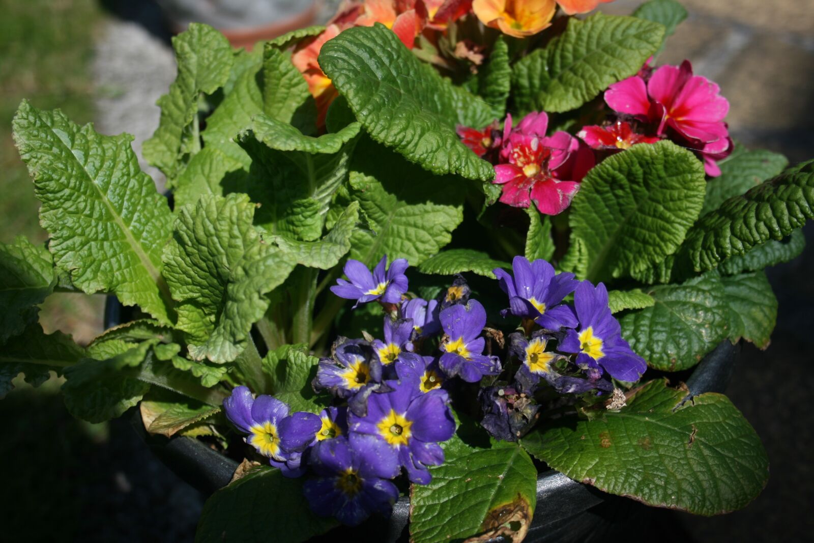 Canon EOS 400D (EOS Digital Rebel XTi / EOS Kiss Digital X) sample photo. Primroses, primula vulgaris, primula photography