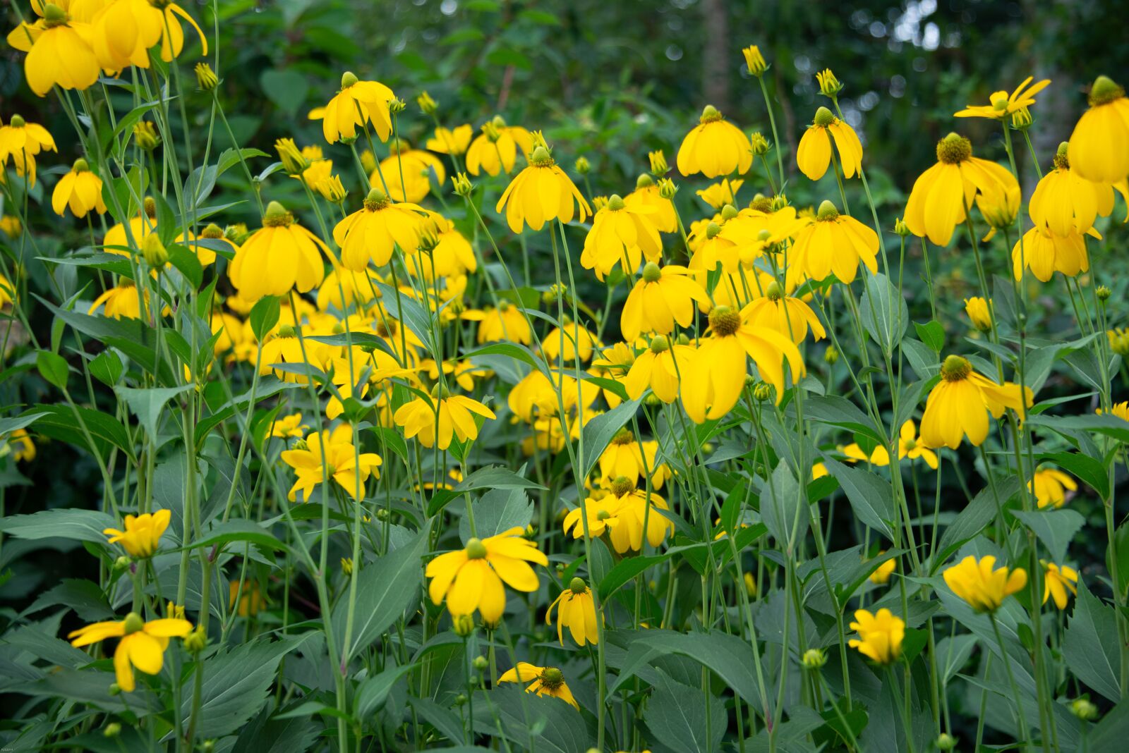 Nikon D800 sample photo. Yellow, flowers, bed photography