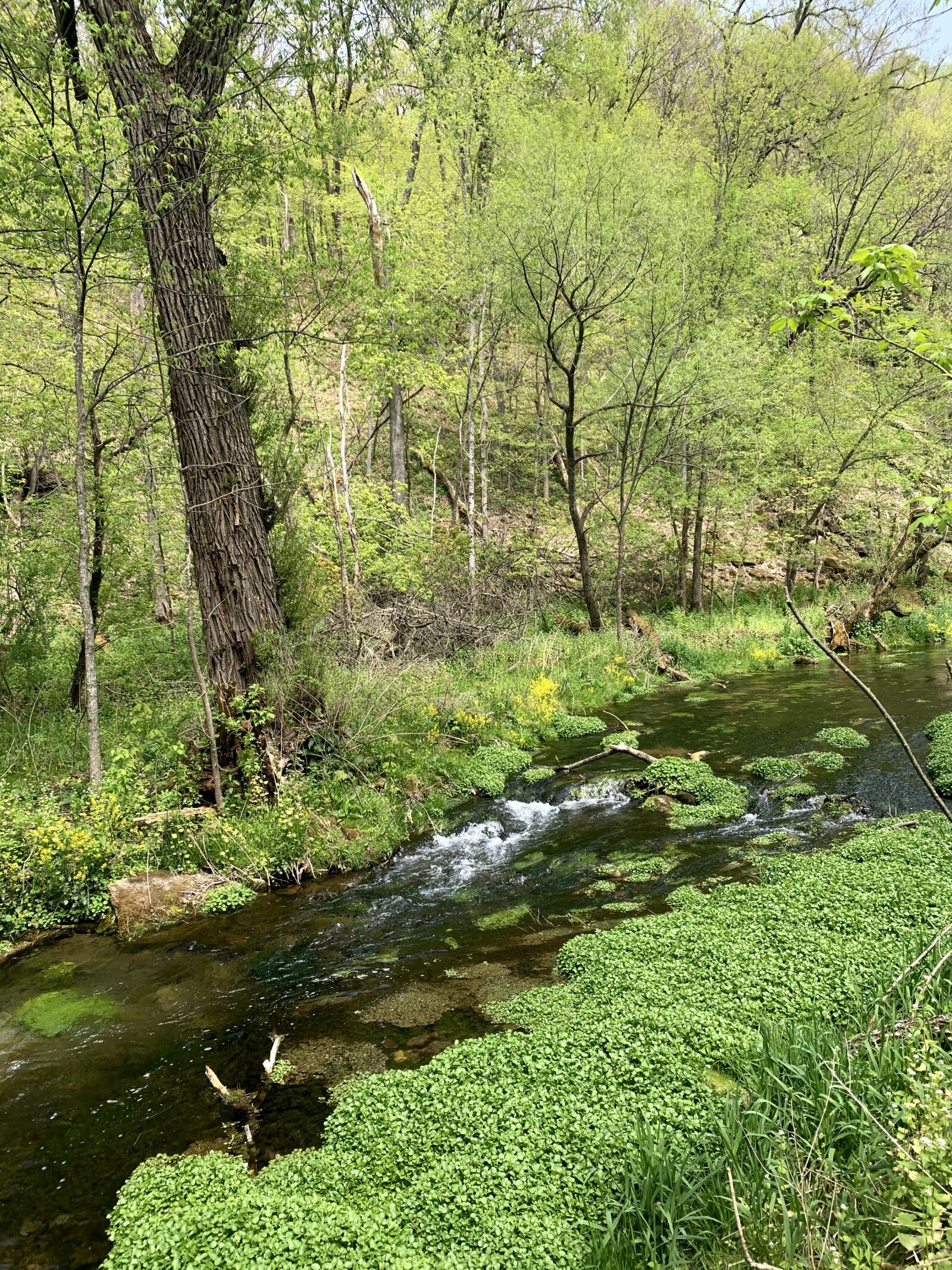 iPhone XR back camera 4.25mm f/1.8 sample photo. Forest, streams, moss photography