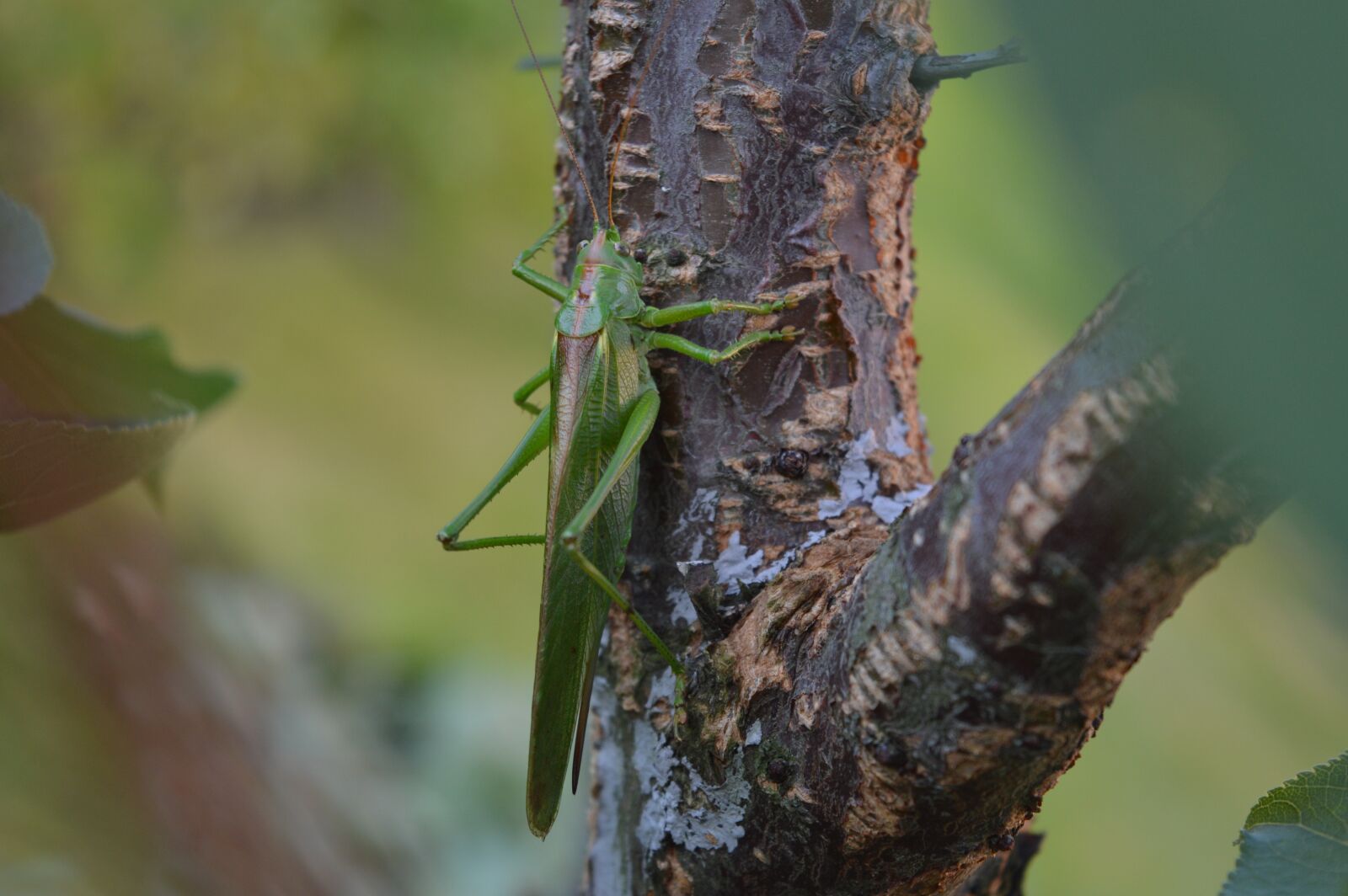Nikon D3200 sample photo. Grasshopper, green grasshopper, insect photography