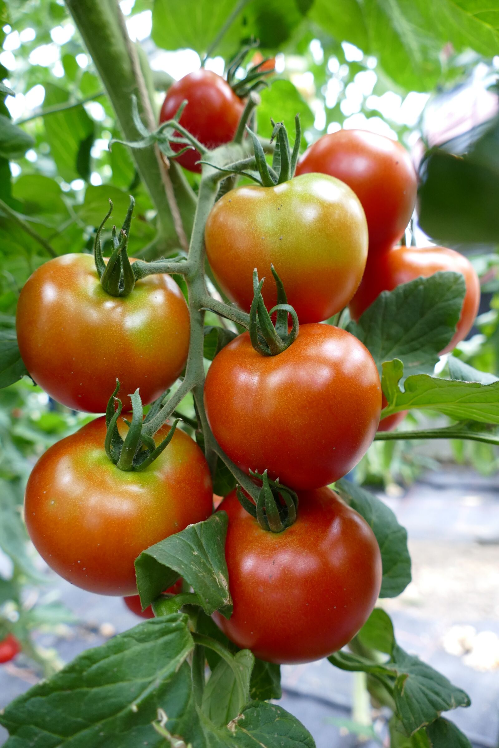 Panasonic Lumix DMC-FZ1000 sample photo. Tomatoes, tomato plant, red photography
