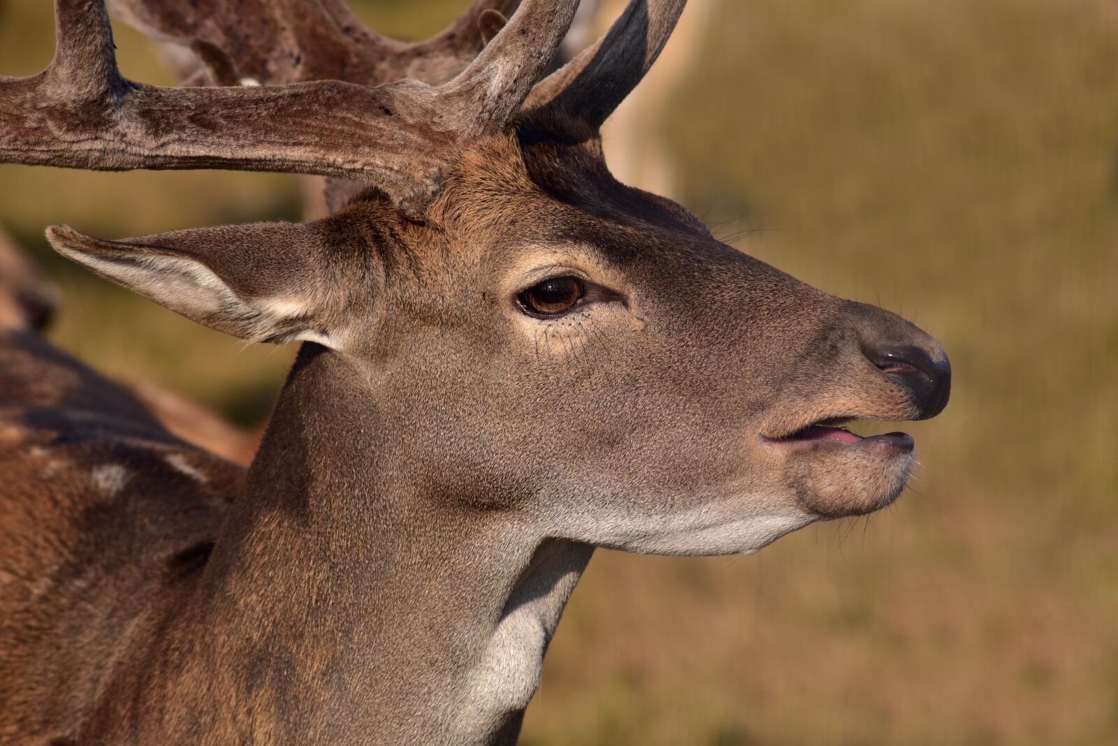 Nikon D750 sample photo. Fallow deer, portrait, pipe photography