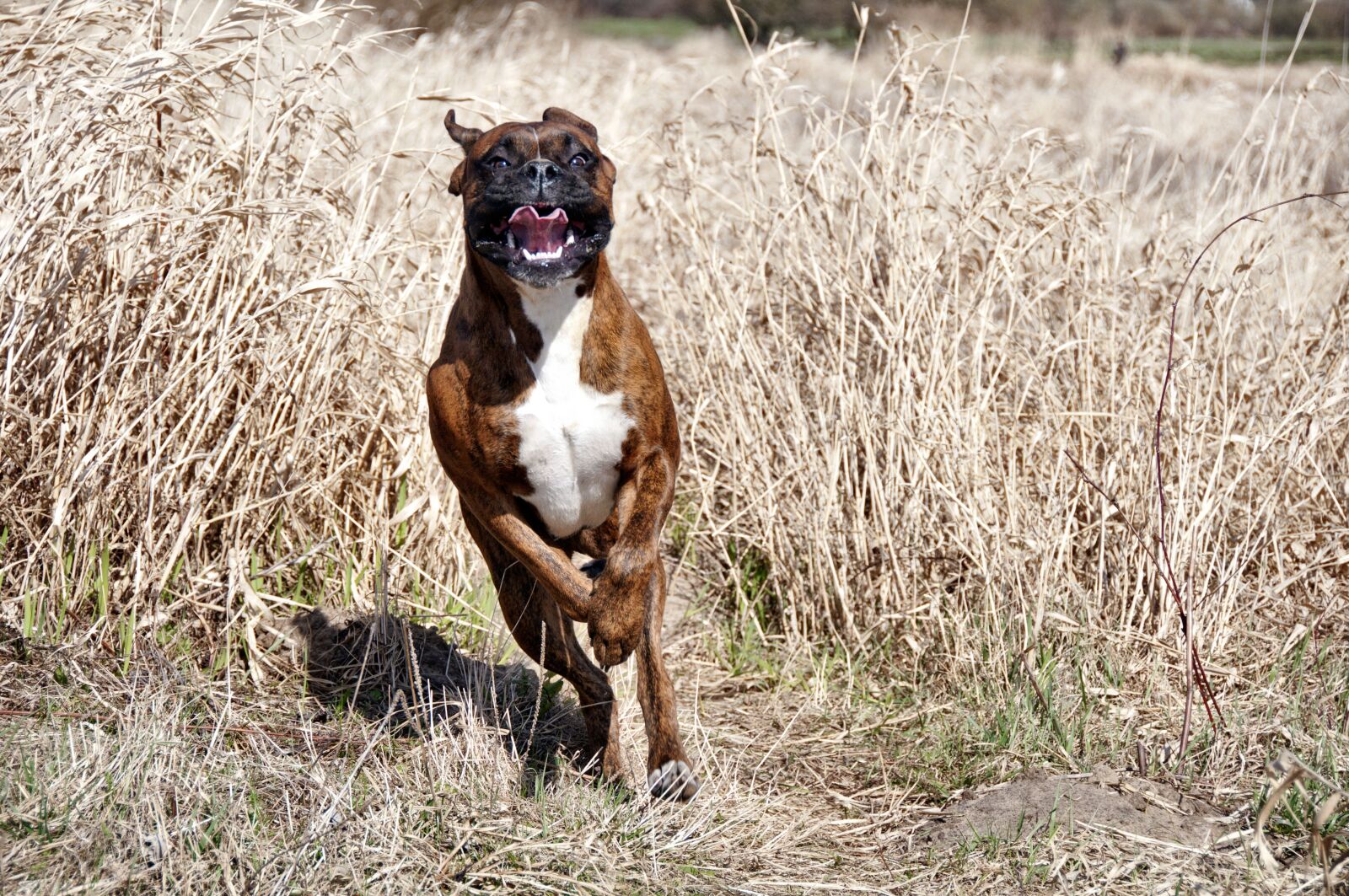 Nikon D300 sample photo. Dog, friend, gear photography