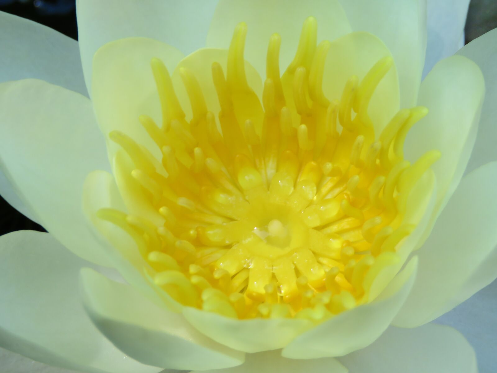 Canon PowerShot SX60 HS sample photo. Water lily, macro, pond photography