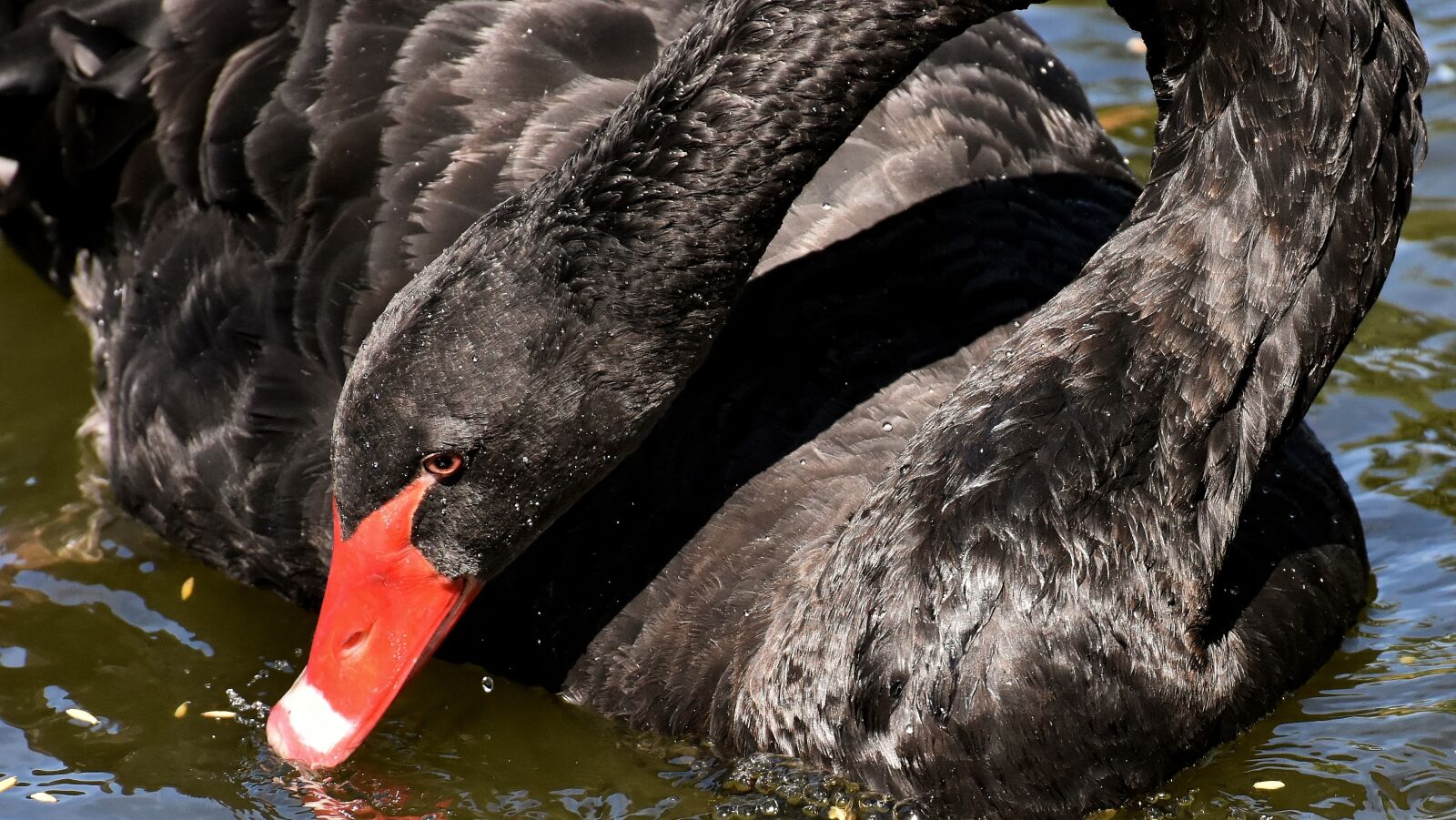 Nikon D7200 sample photo. Swan, black, water bird photography