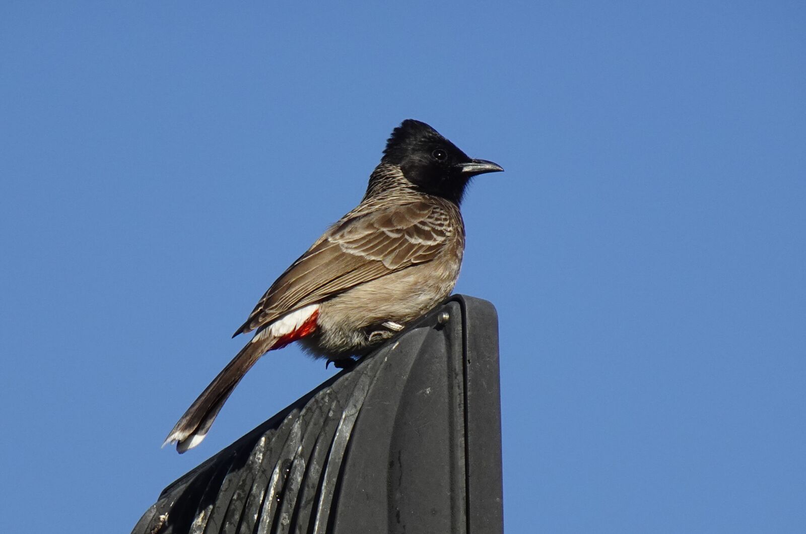 Sony DSC-WX800 sample photo. Bird, red-vented bulbul, pycnonotus photography