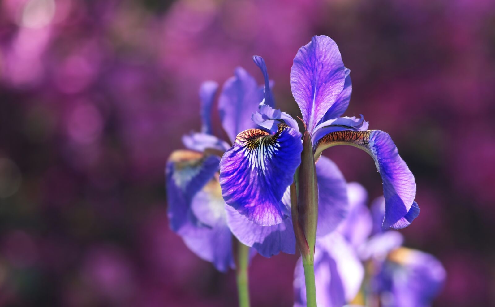 Canon EOS 80D sample photo. Iris, blossom, bloom photography