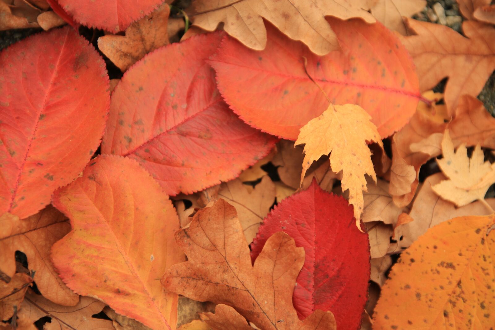 Canon EOS 70D sample photo. Autumn, leaf, fall photography