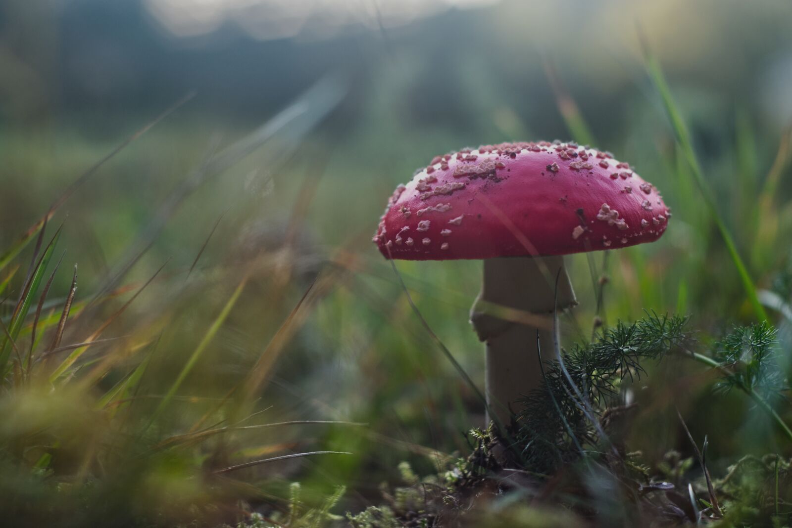 Nikon D5300 sample photo. Fly agaric, nature, autumn photography