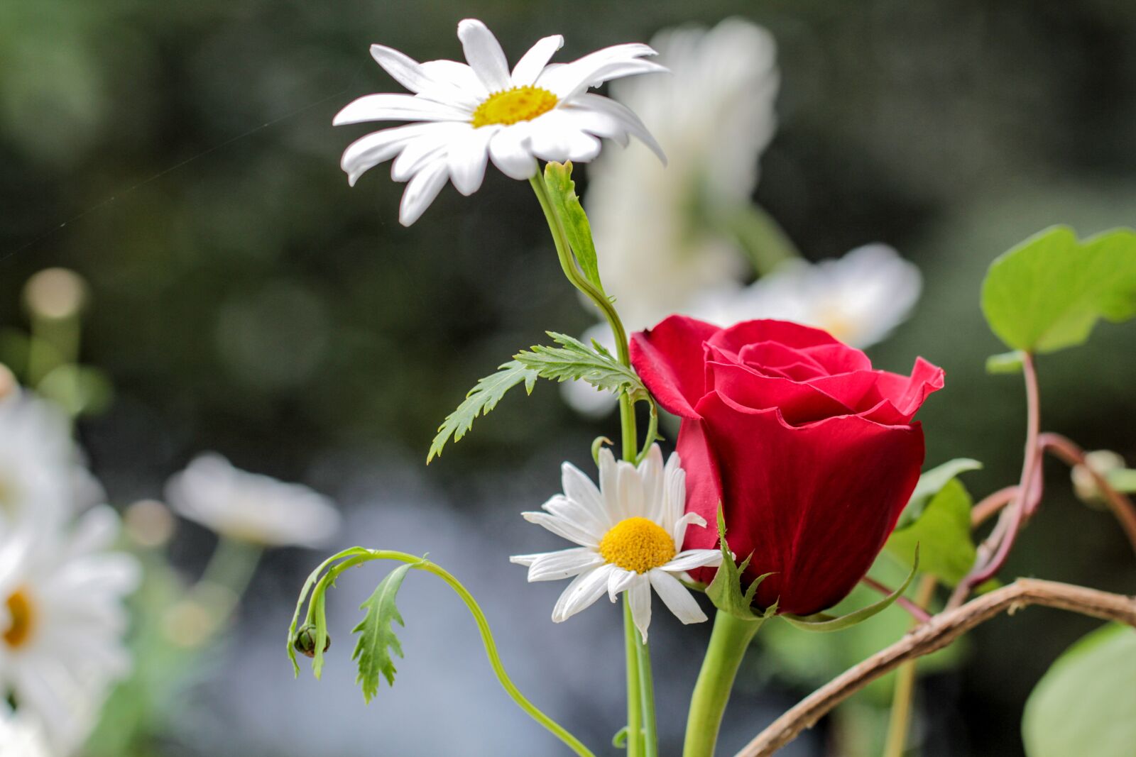 Canon EF 100mm F2.8L Macro IS USM sample photo. Flower, daisy, rosa photography