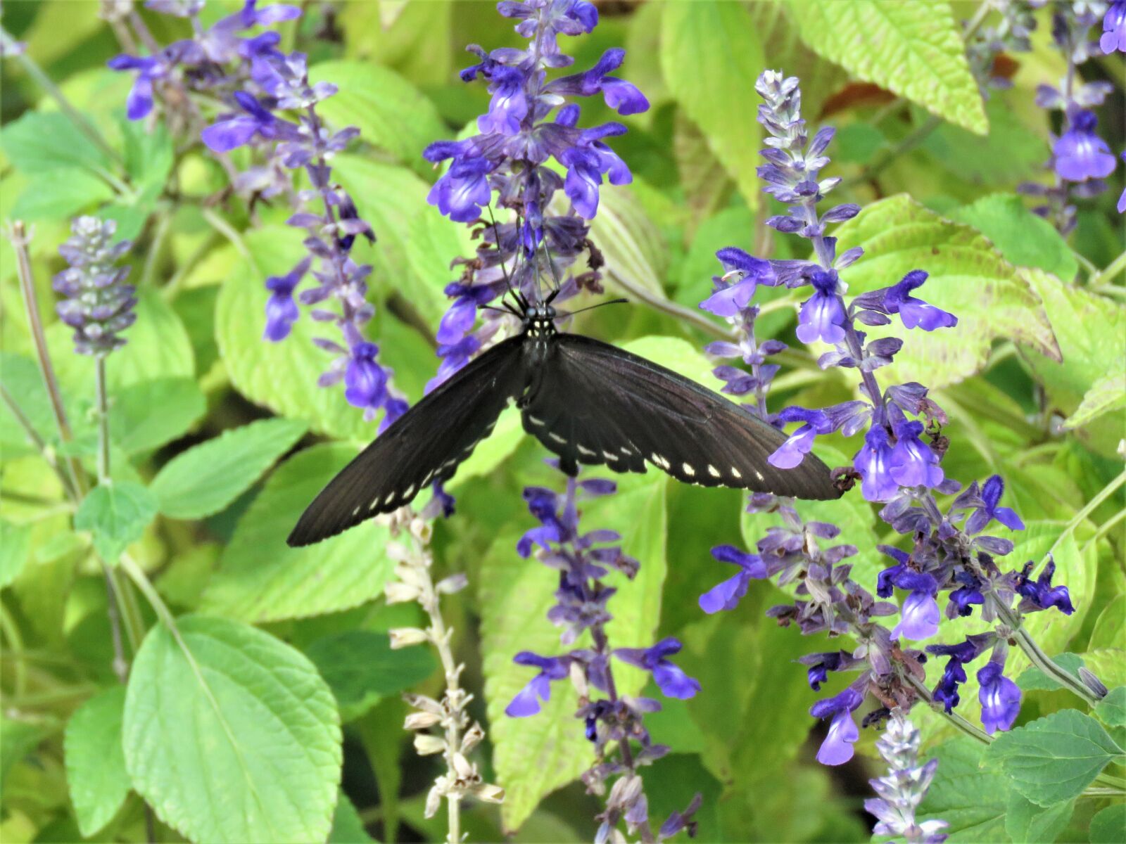 Canon PowerShot SX60 HS sample photo. Butterfly, black and white photography