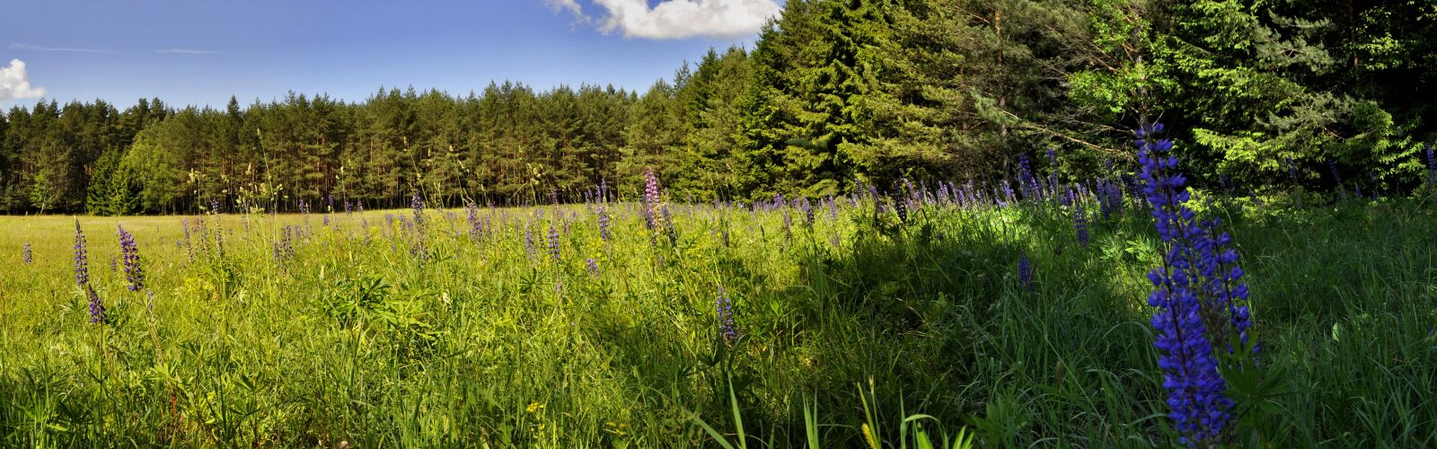Nikon D5000 sample photo. Nature, panoramic, summer photography
