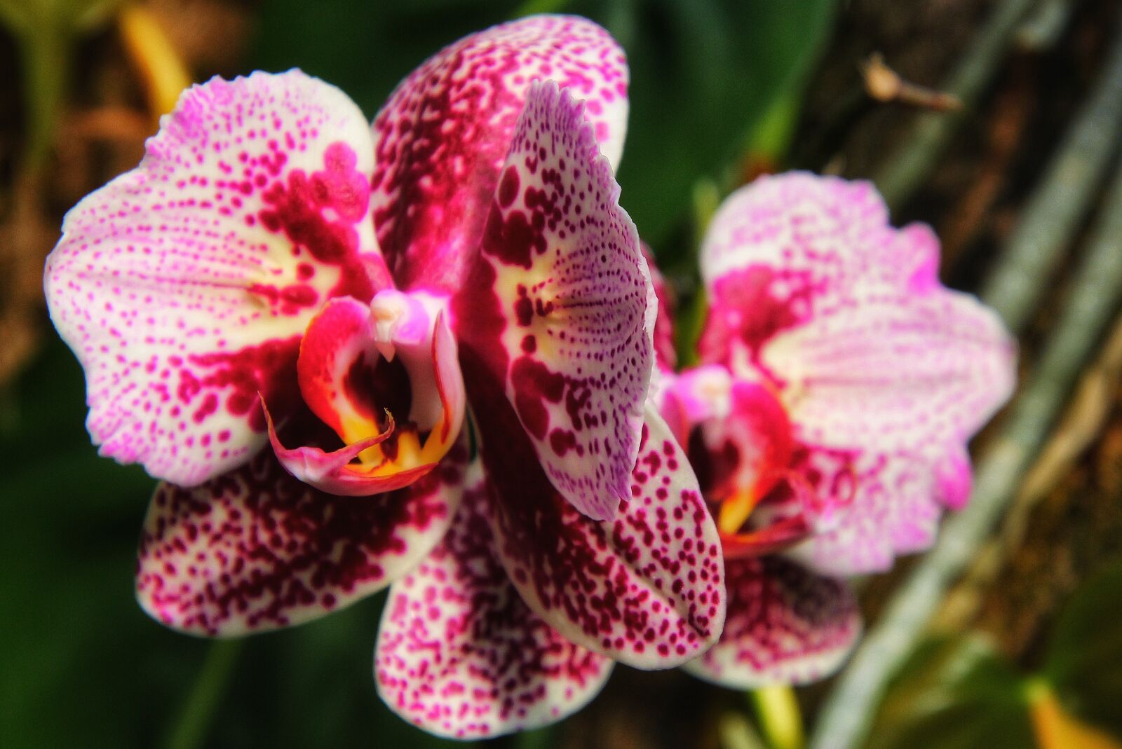 Canon EOS 1300D (EOS Rebel T6 / EOS Kiss X80) sample photo. Orchids, flowers, wild photography