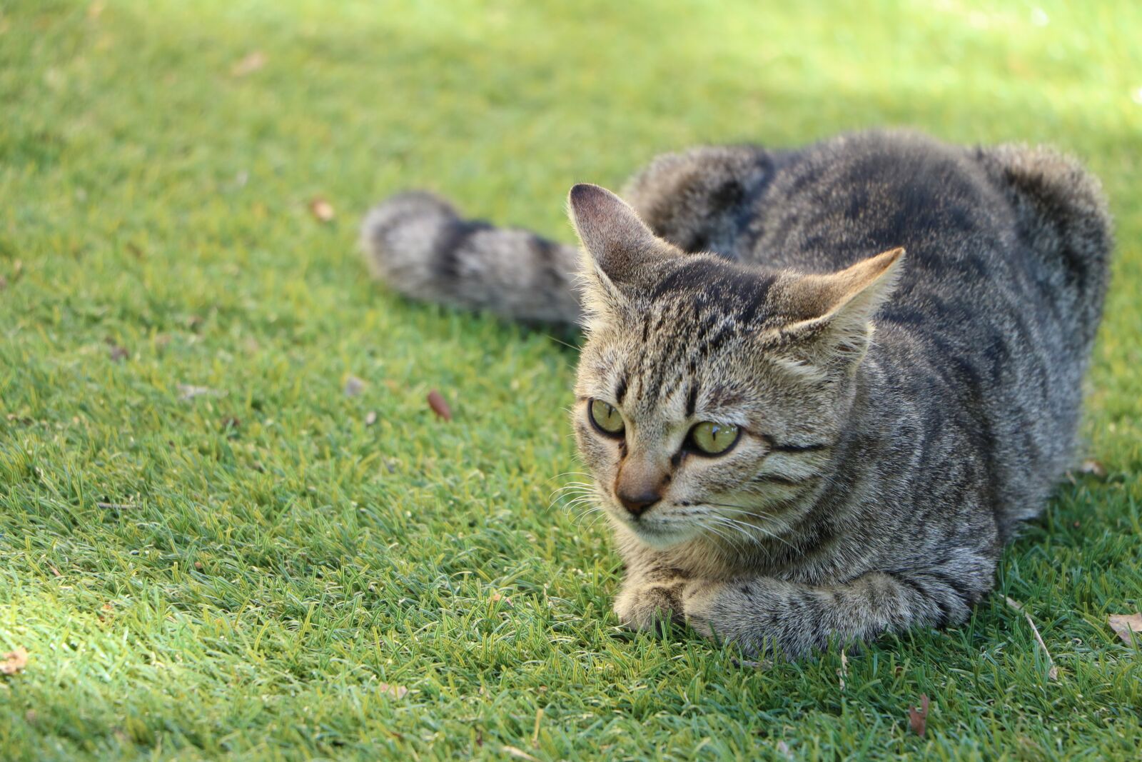 Canon EOS 760D (EOS Rebel T6s / EOS 8000D) sample photo. Cat, grass, pet photography