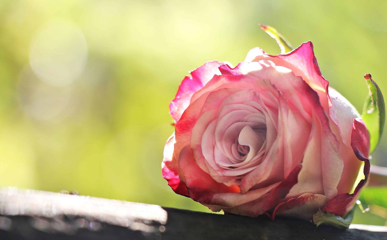 Canon EOS 550D (EOS Rebel T2i / EOS Kiss X4) sample photo. Garden, petal, rose, flower photography