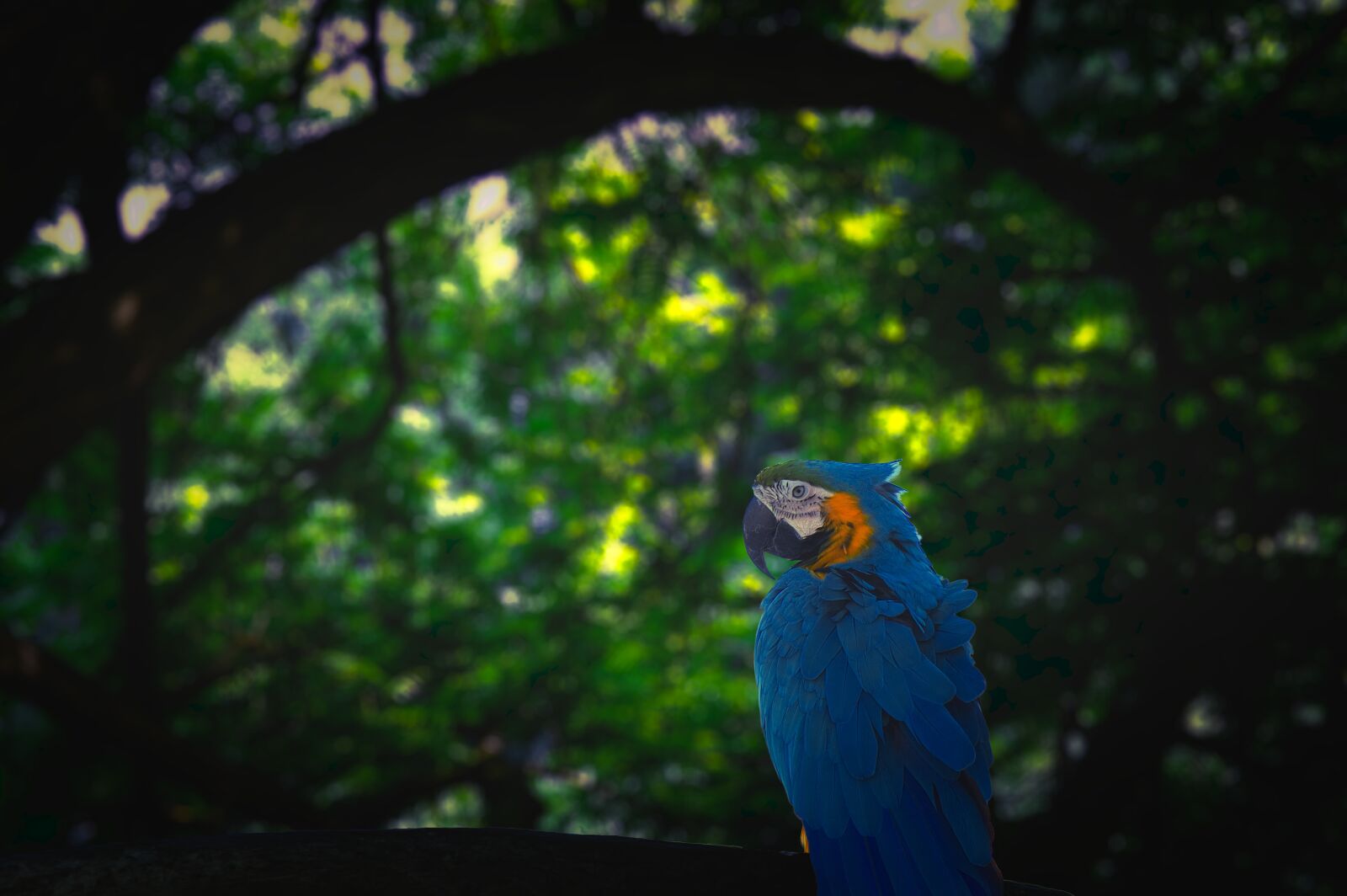 Canon EOS 1300D (EOS Rebel T6 / EOS Kiss X80) sample photo. Parrot, jungle, blue photography