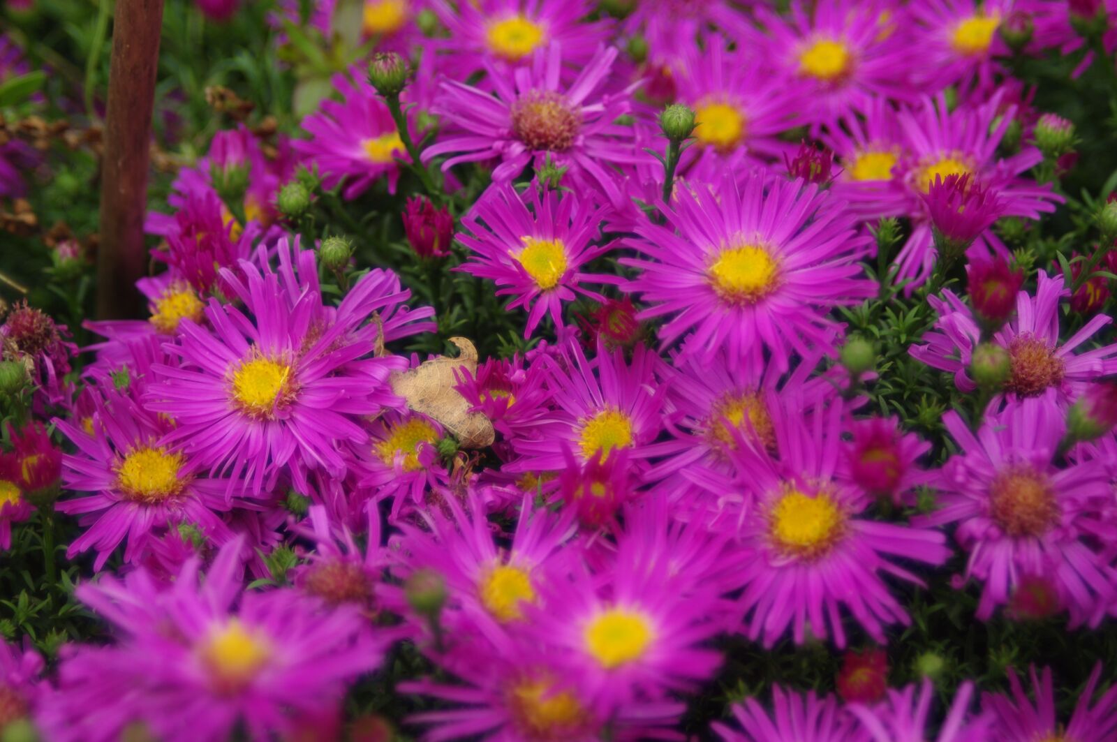 Pentax K-x sample photo. Nature, flowers, summer photography
