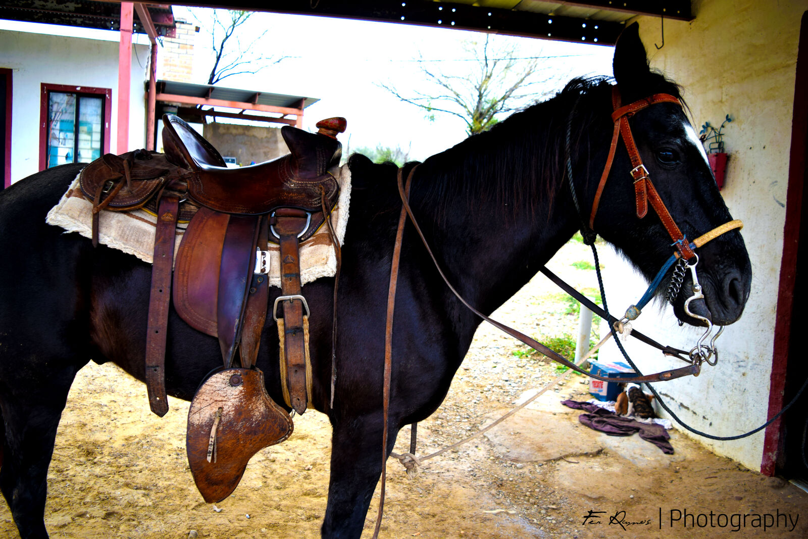 Nikon D3300 sample photo. Black, horse photography