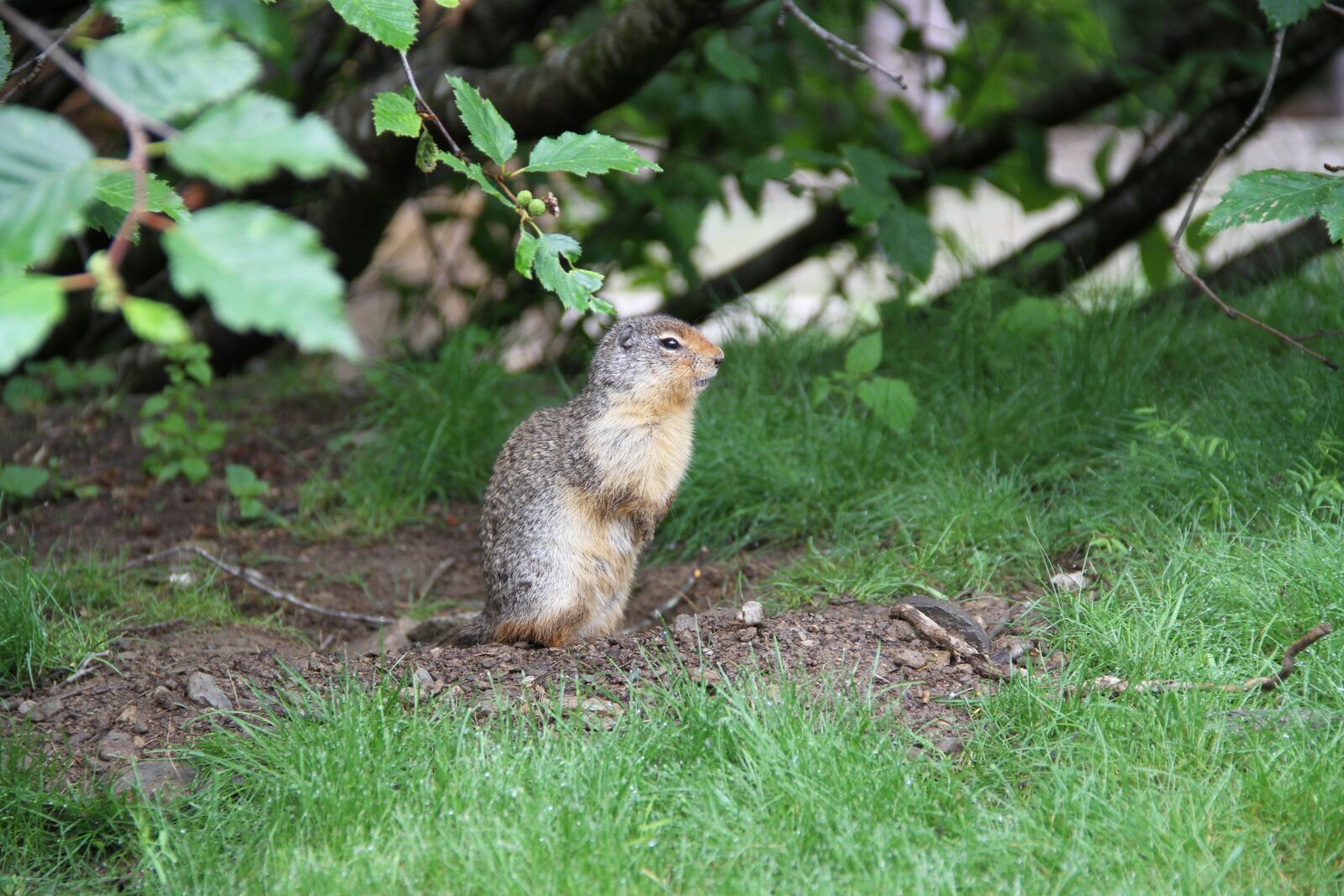 Canon EOS 7D sample photo. Nature, wildlife, national park photography
