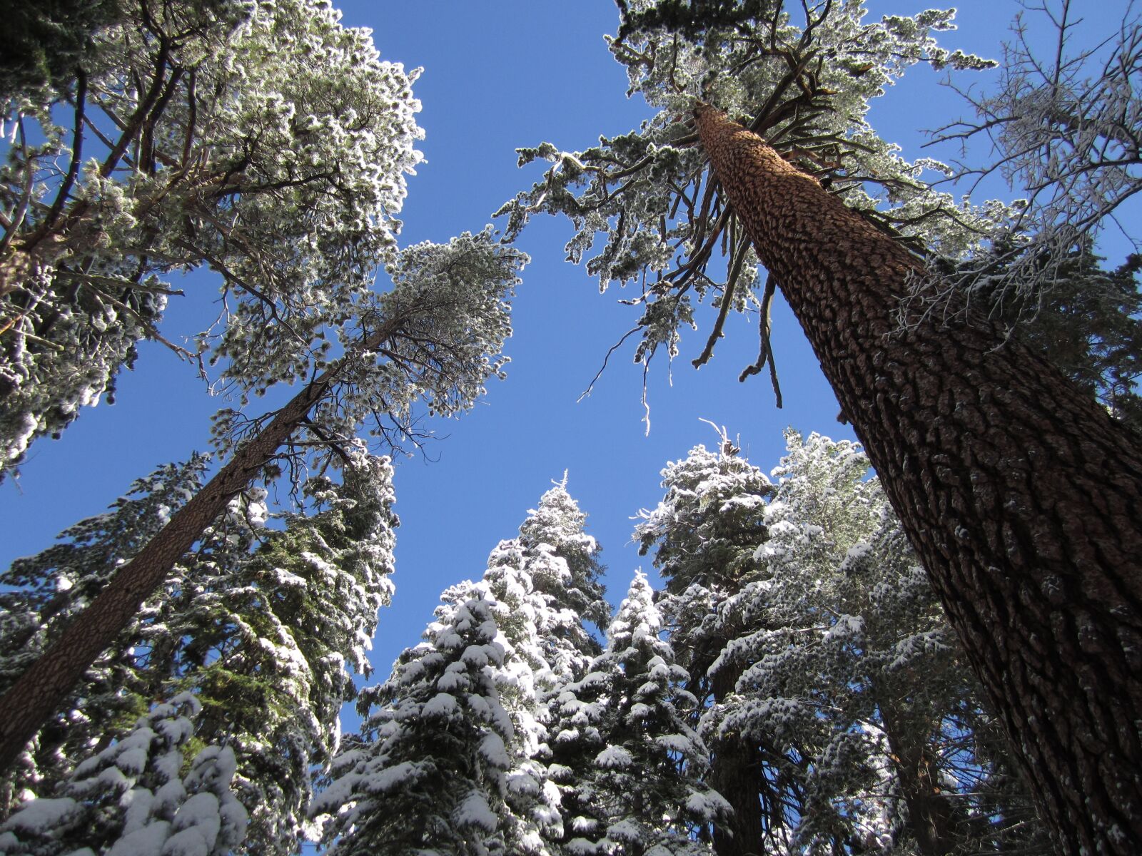 Canon PowerShot SD1400 IS (IXUS 130 / IXY 400F) sample photo. Yosemite, giant, redwood photography