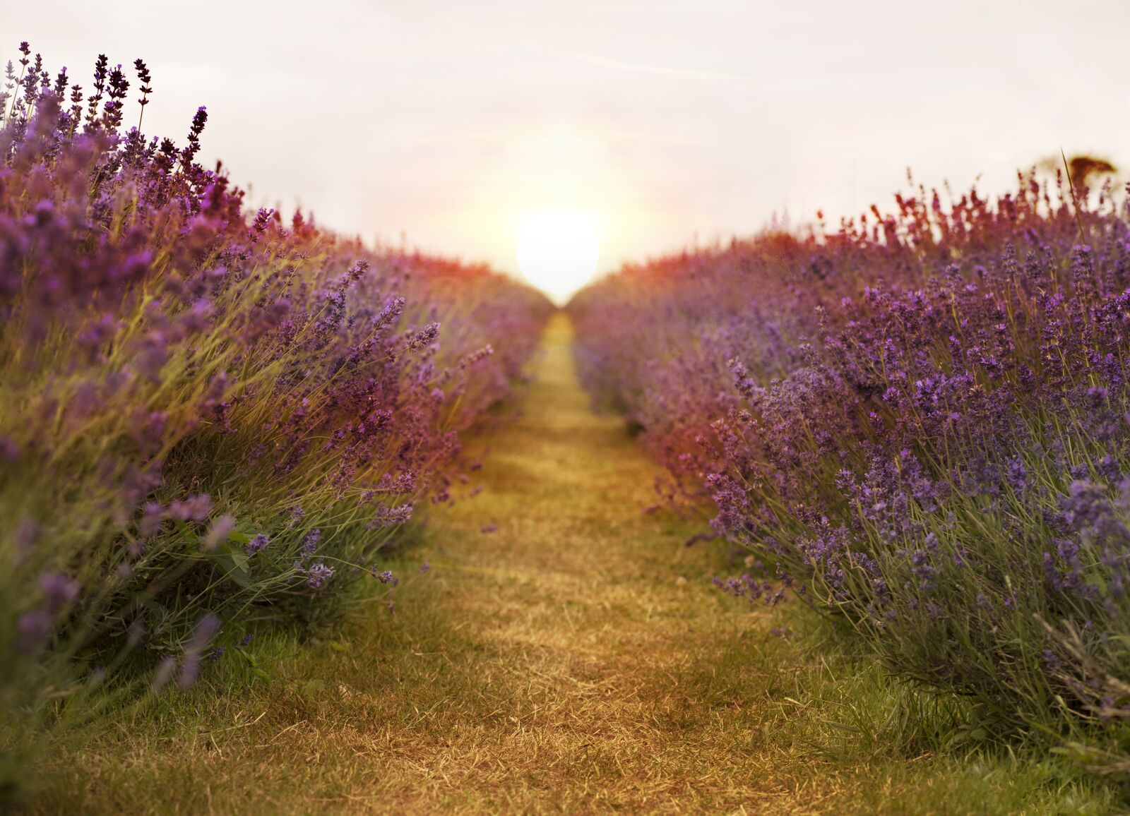 Canon EF 85mm F1.8 USM sample photo. Lavender, field, nature photography