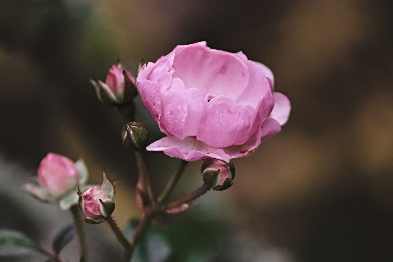 Canon EOS 200D (EOS Rebel SL2 / EOS Kiss X9) sample photo. Rose, pink, bud photography
