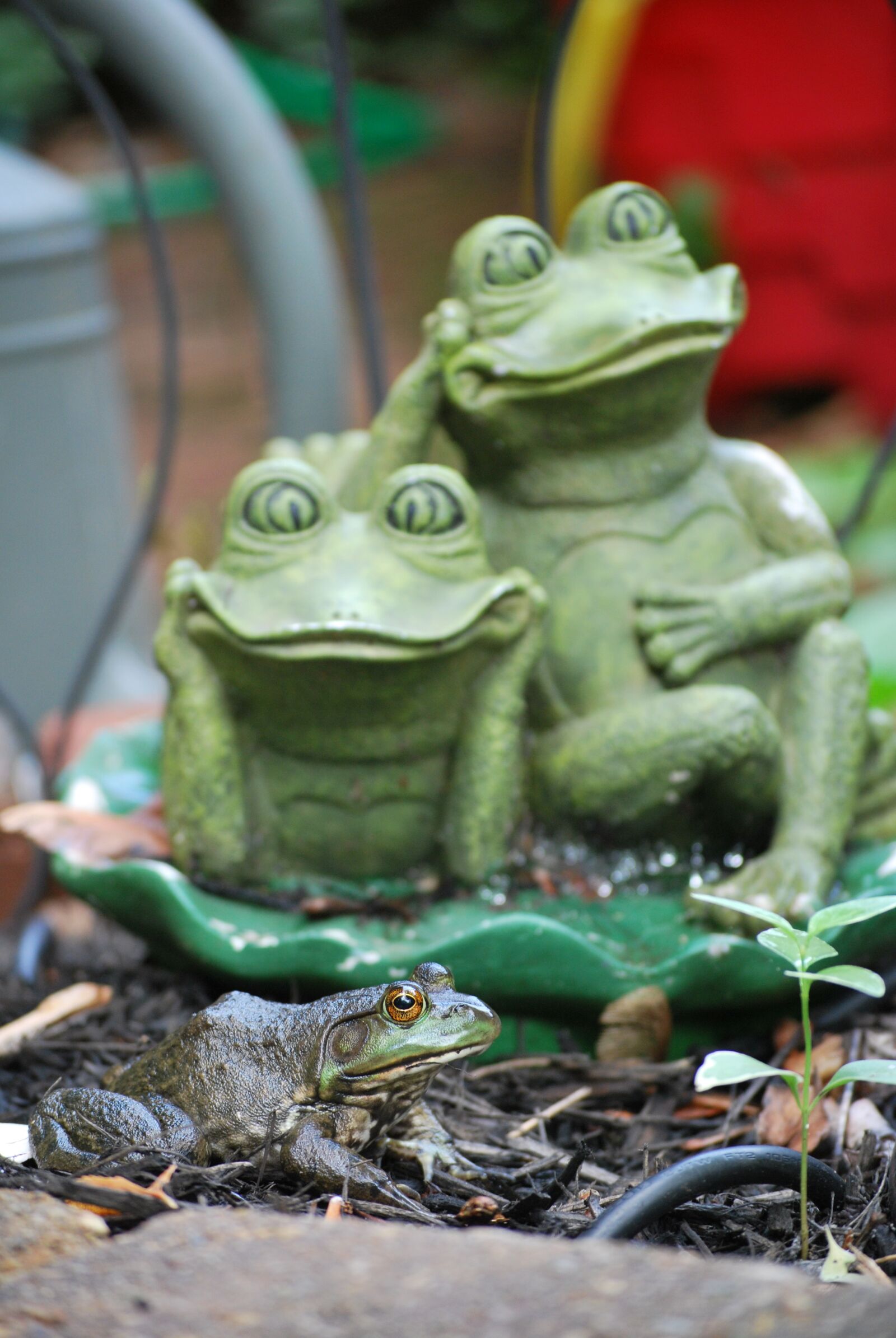 Nikon D60 sample photo. Frog, frogs, green photography