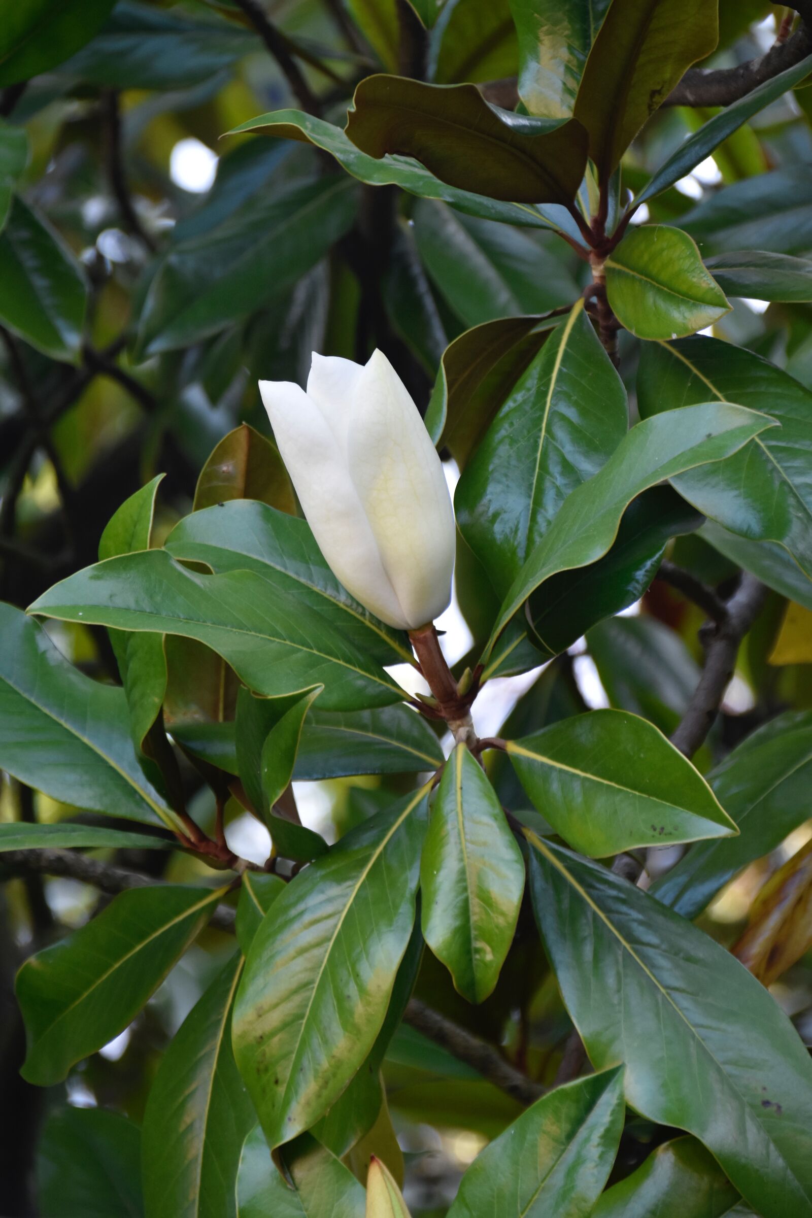 Nikon D5600 sample photo. Flower of camellia, white photography