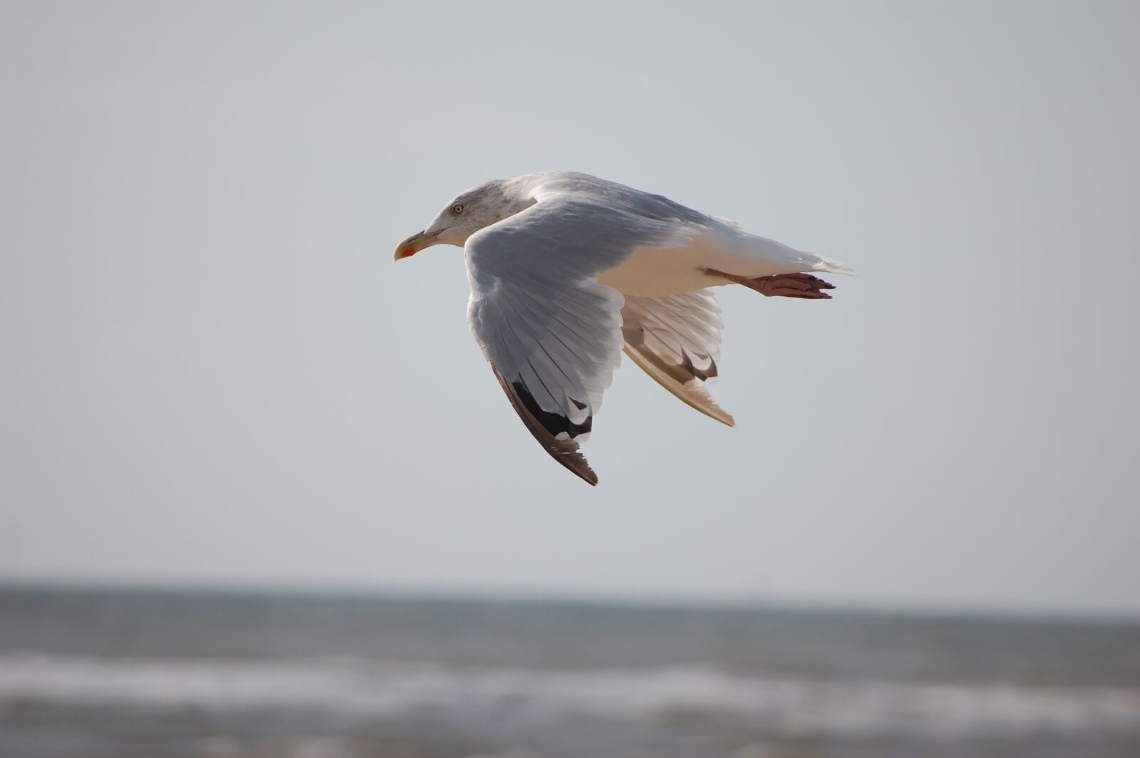Nikon D40 sample photo. Beach, animals, bird photography