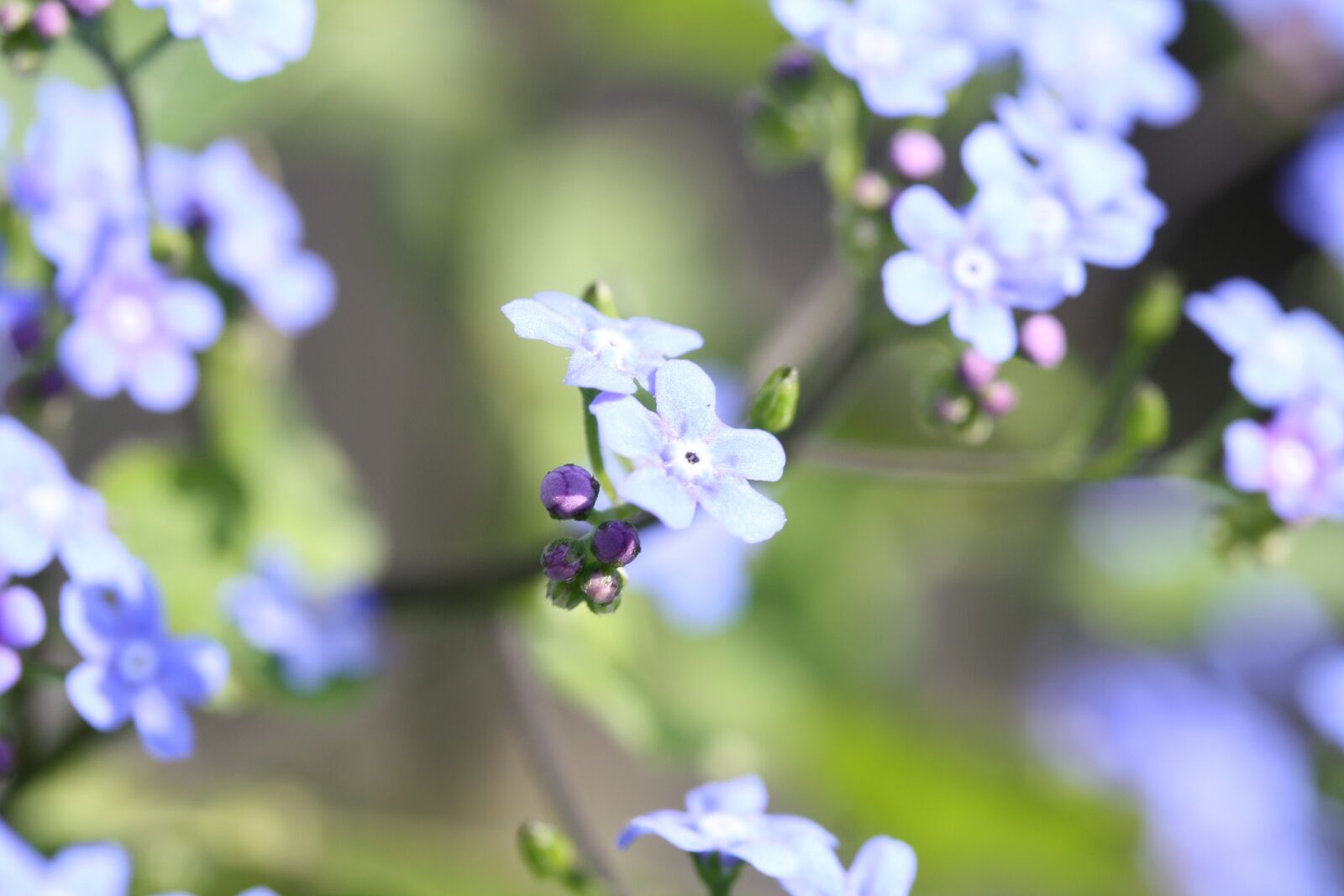 Canon EOS 1000D (EOS Digital Rebel XS / EOS Kiss F) sample photo. Forget me not, spring photography